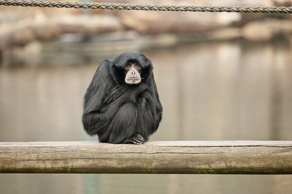 Małpa Siamang w zoo