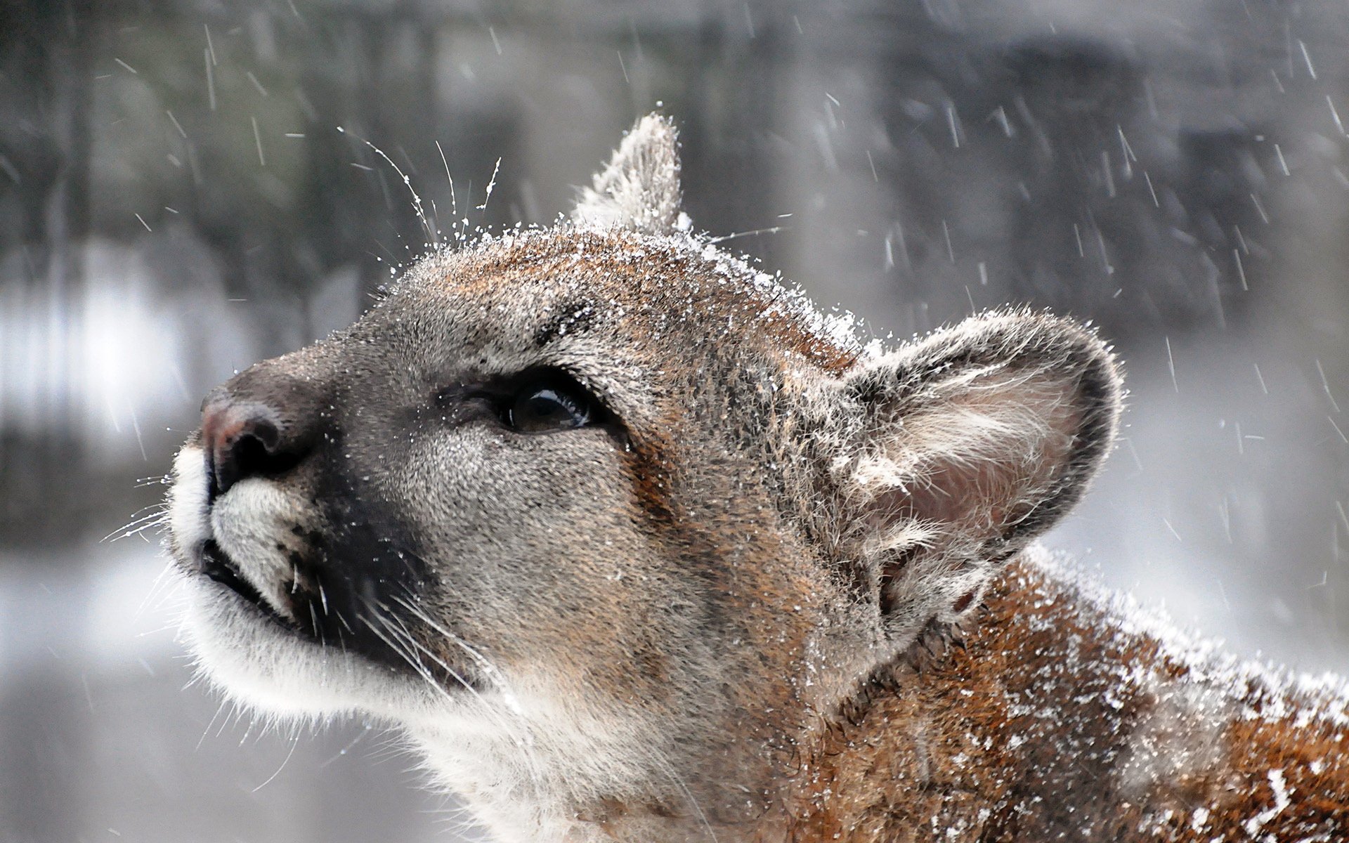 cougar cougar leone di montagna neve muso baffi vista profilo predatore