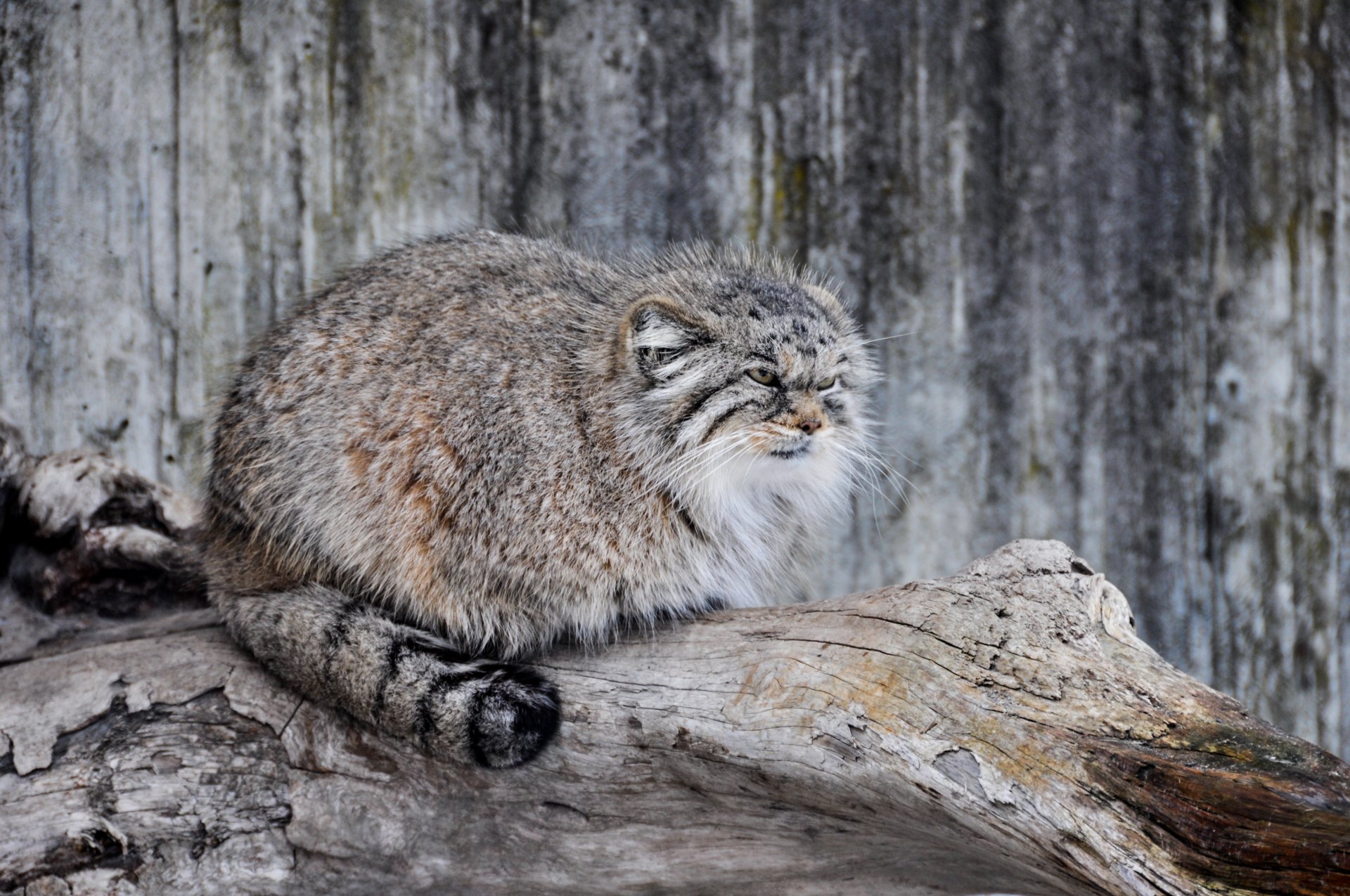 кот манул дикий палласов хищник