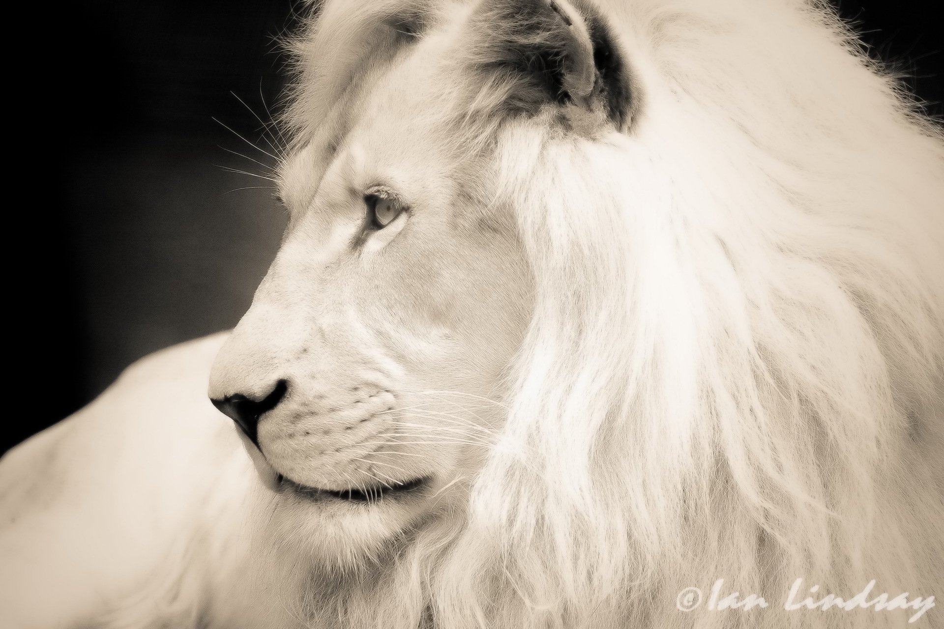 lion blanc museau profil photoshop noir et blanc