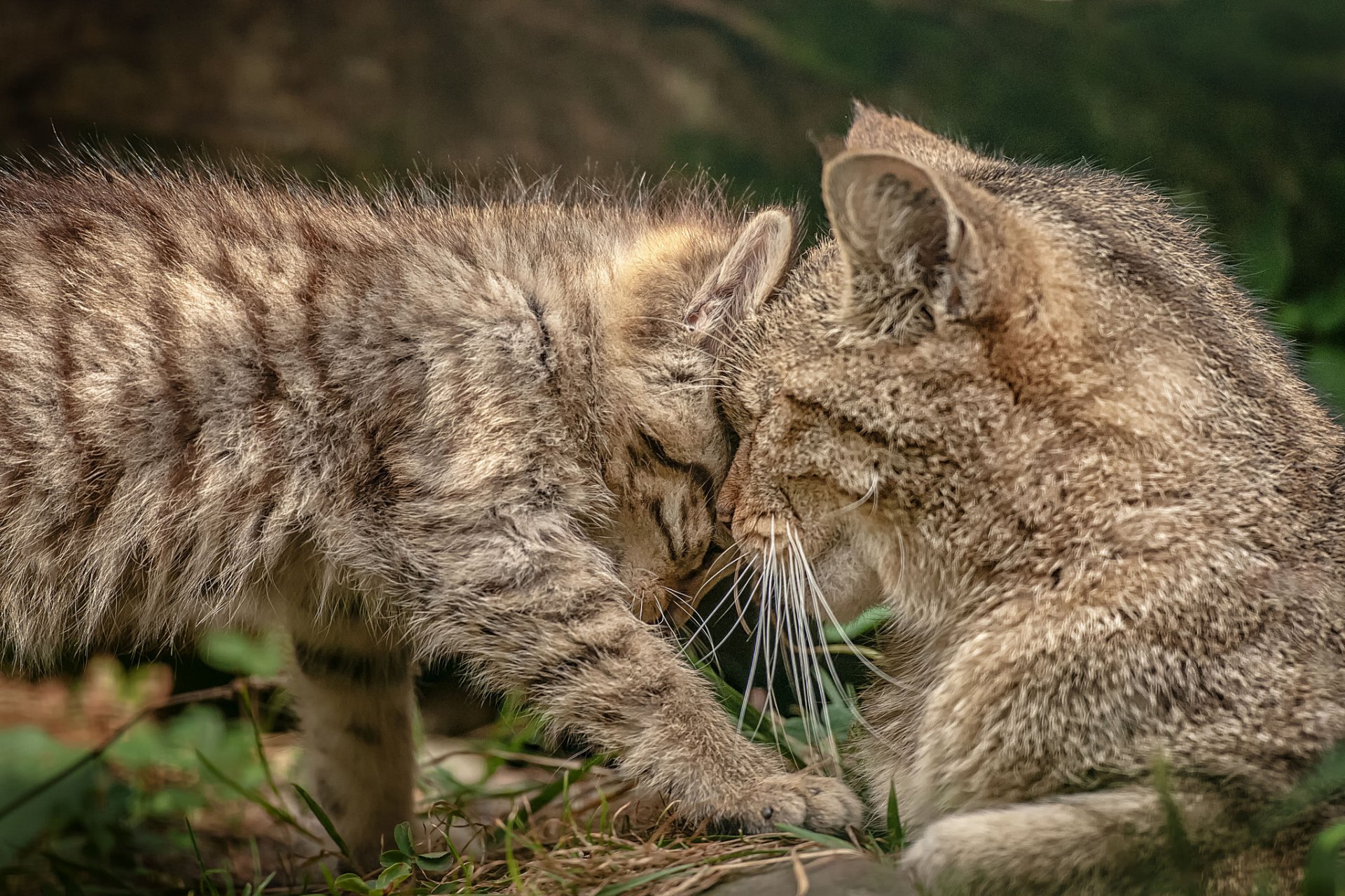 wildkatze mutterschaft liebkosung