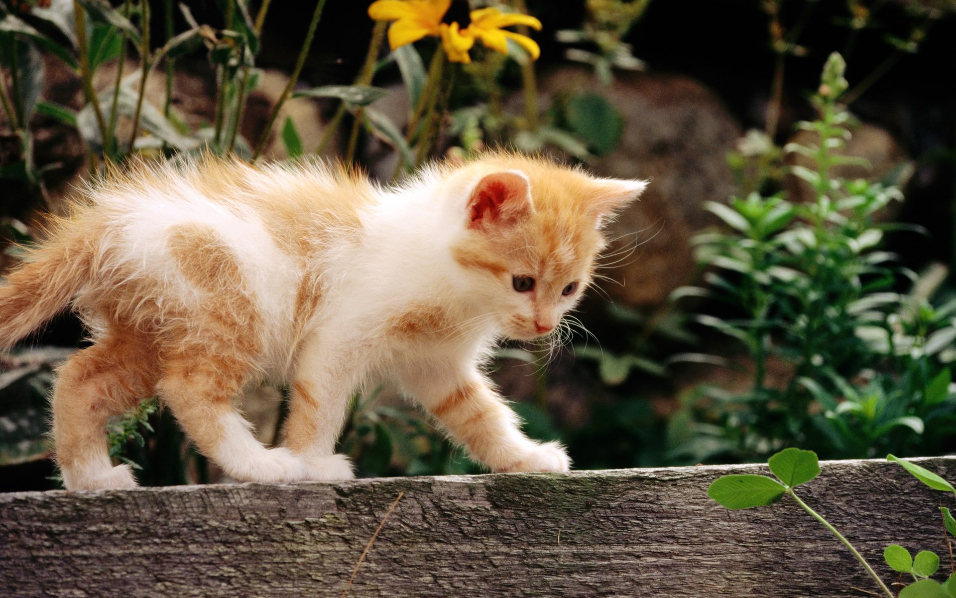 кот кошка котенок рыжий белый цветы