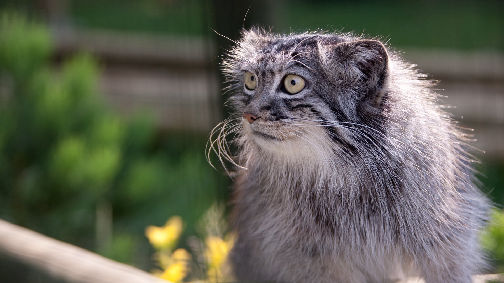 manul hocico ojos bigote