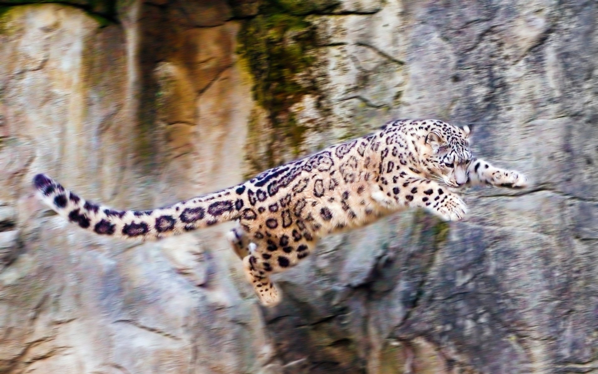 schneeleopard irbis sprung felsen natur