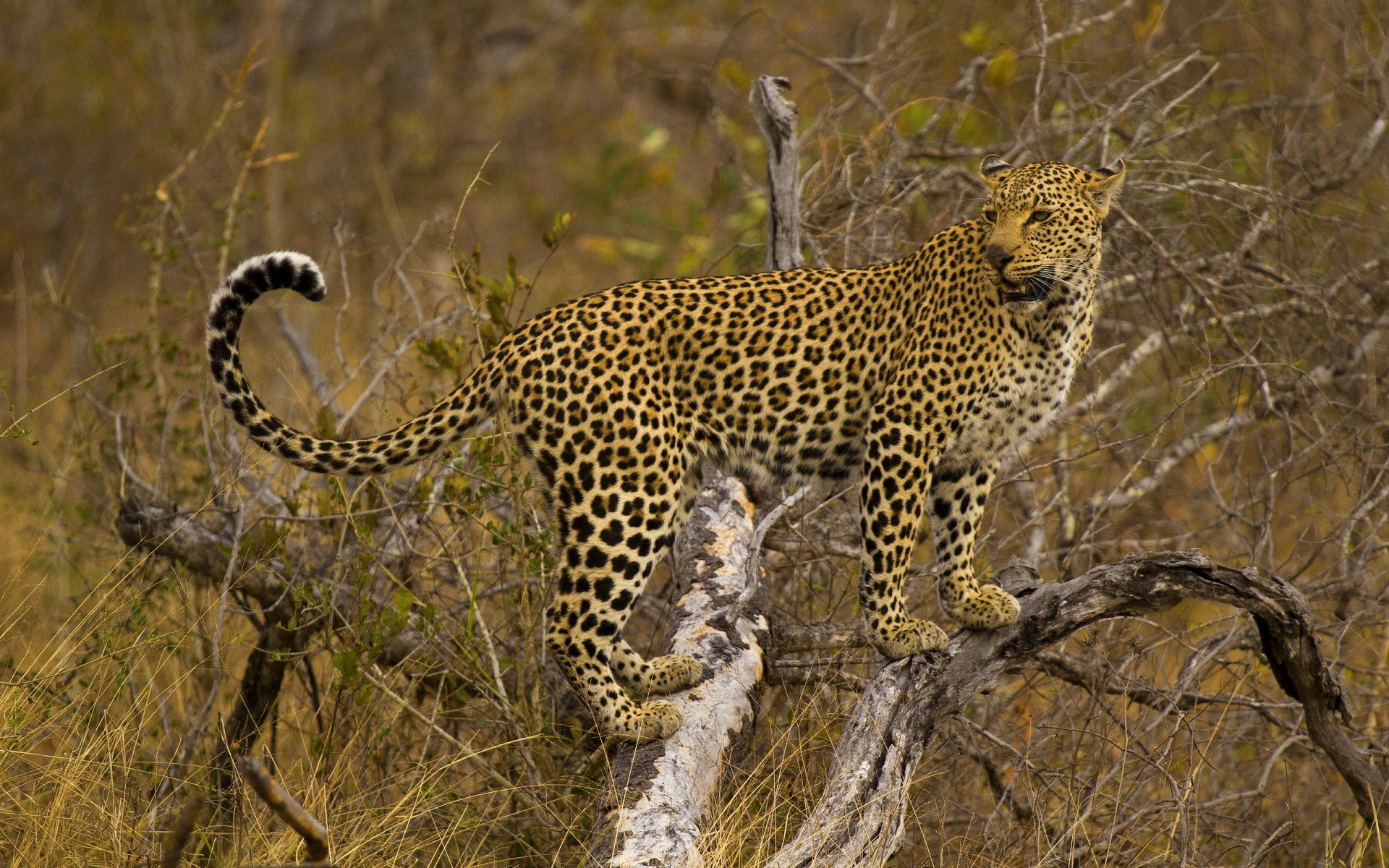 leopard steht schaut baum gefleckte katze