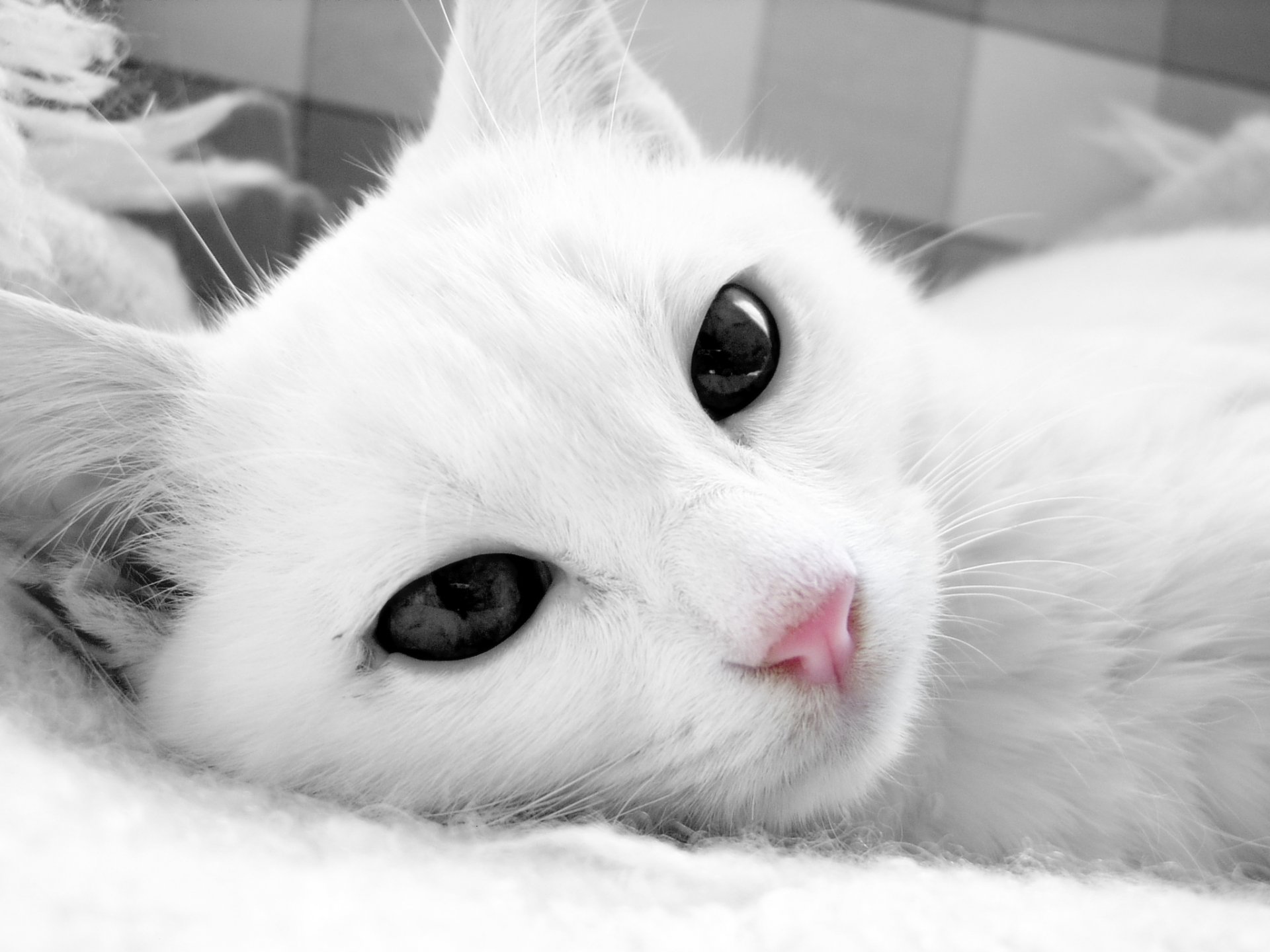 chat chat blanc museau