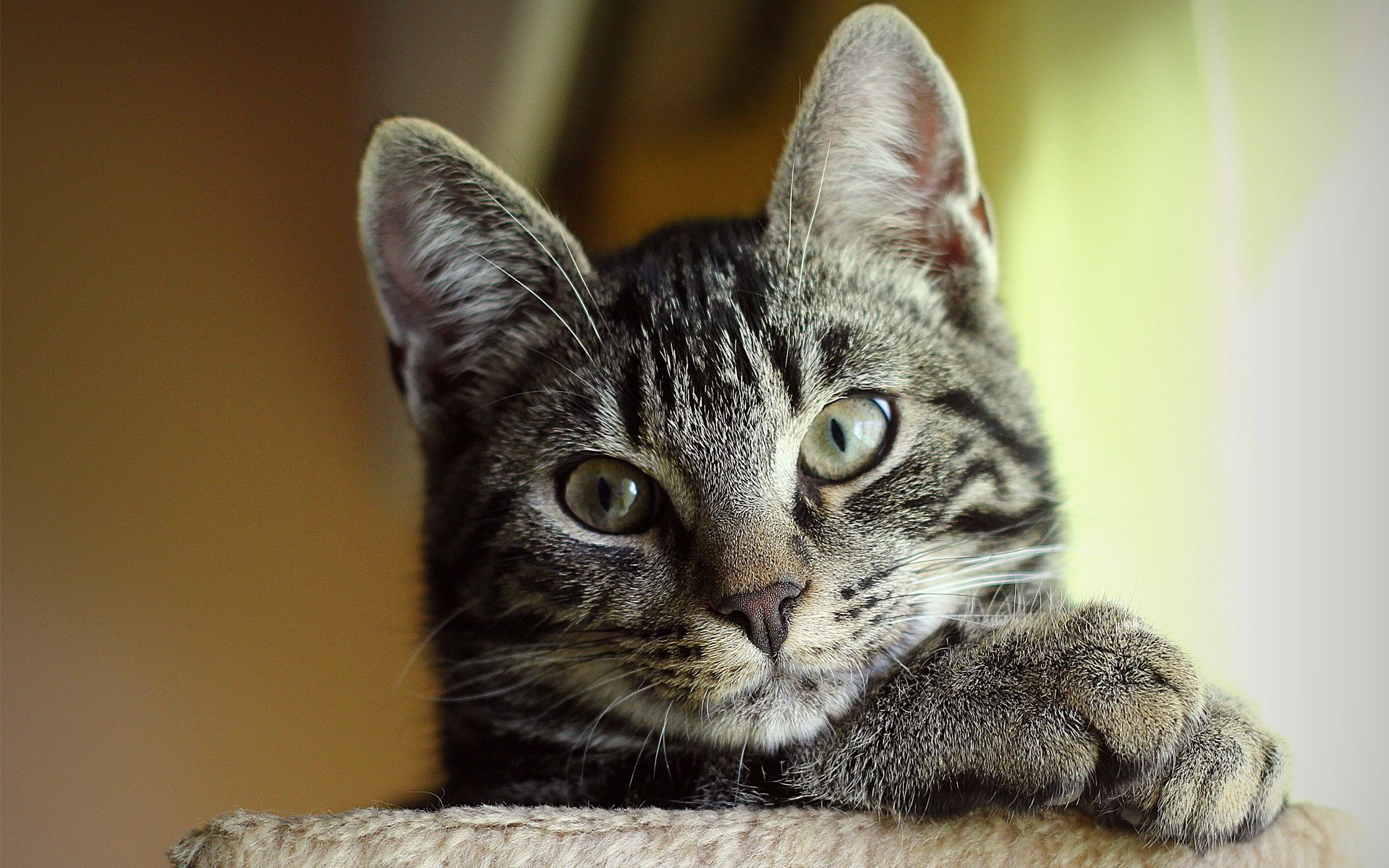 katze katze katze gestreift schnauze