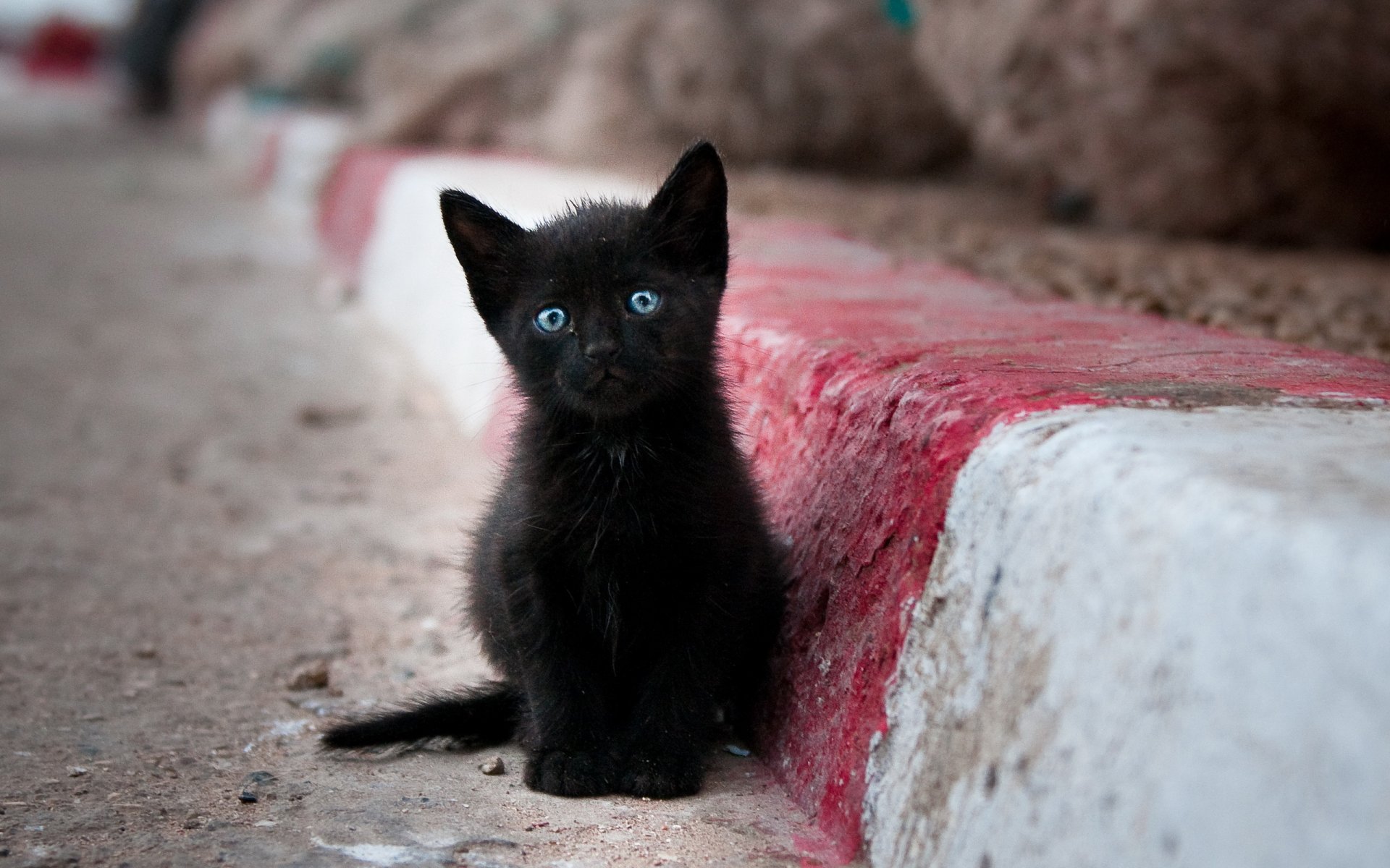 katze straße einsamkeit von arschlöchern geworfen