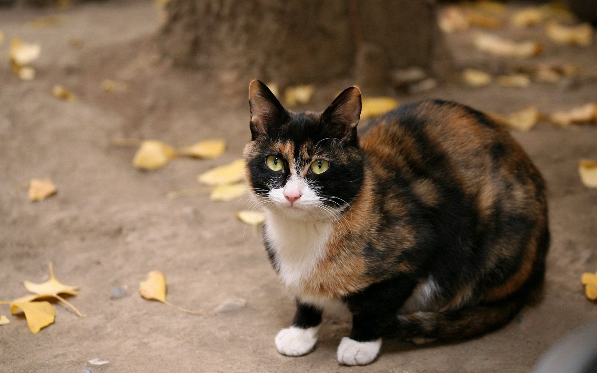 cat black red sitting watches autumn yellow leave