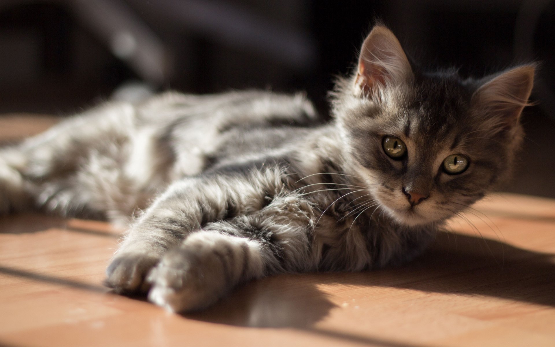 kotek kot płeć słońce