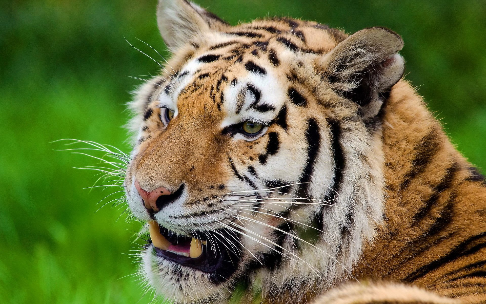 tigre hocico bigote rayas mirando descansar