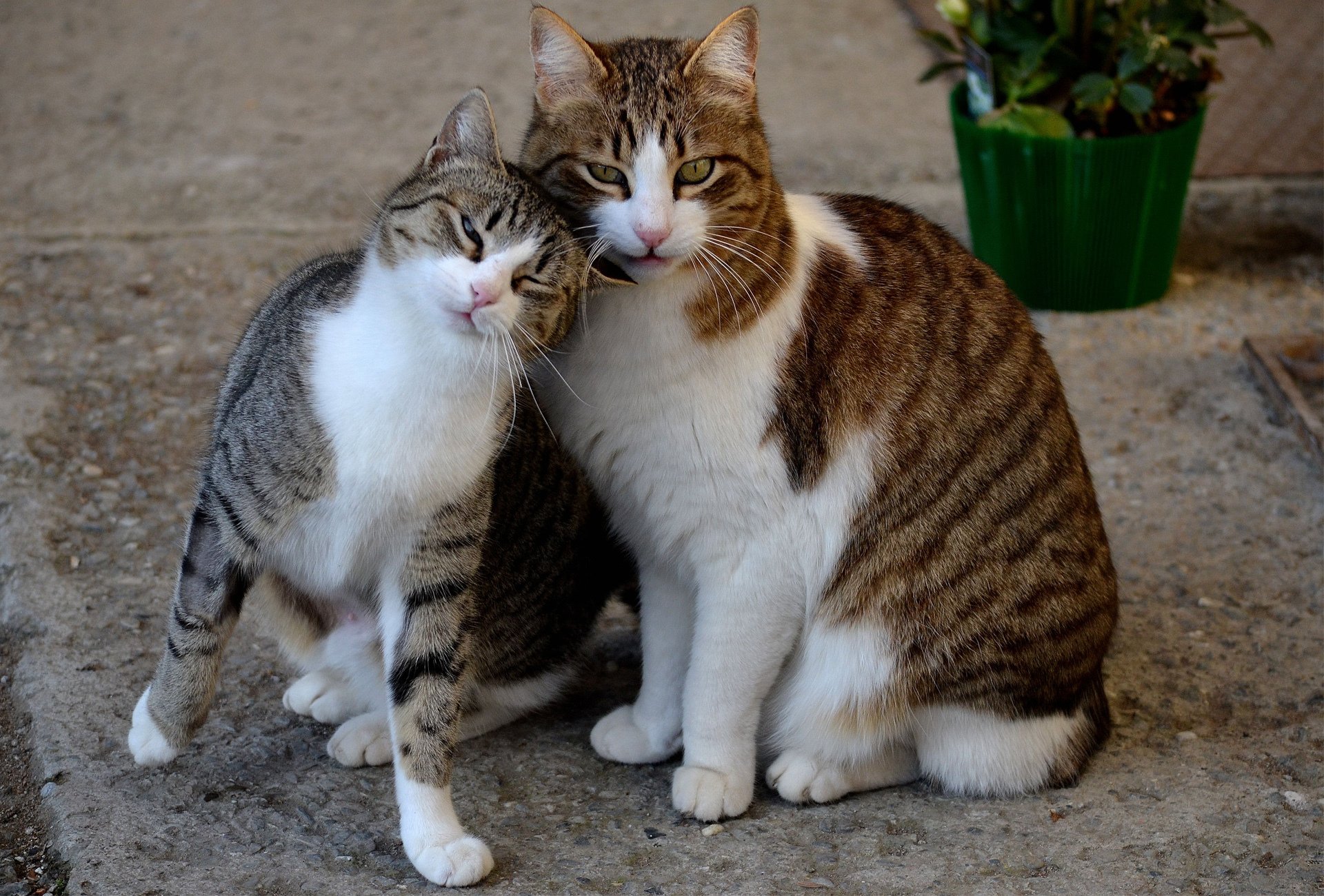 katze katze straße frühling paare topf blumen