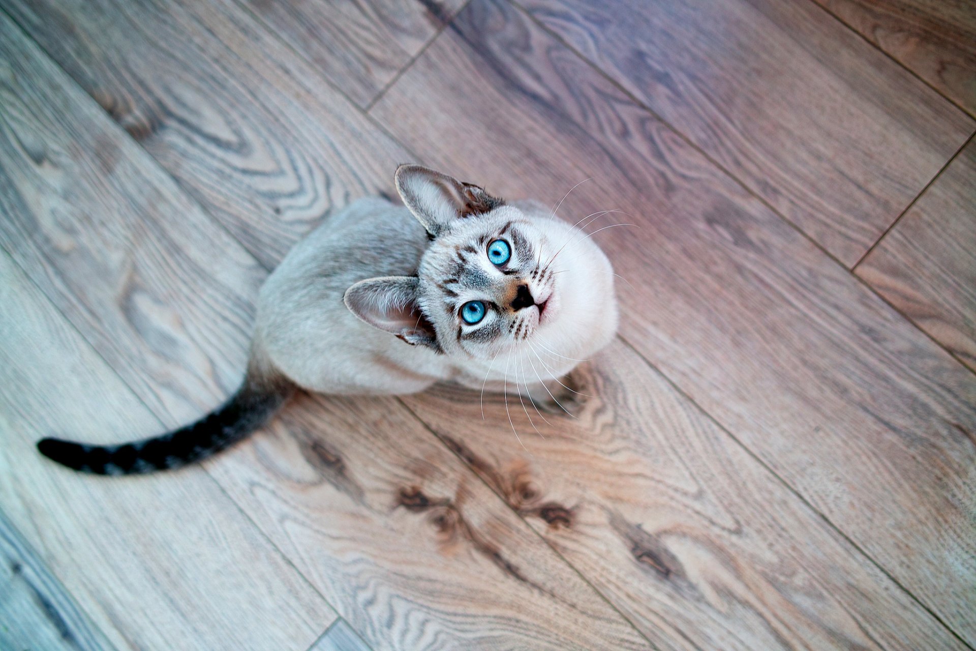 cat cat siamese blue eyes muzzle gaze