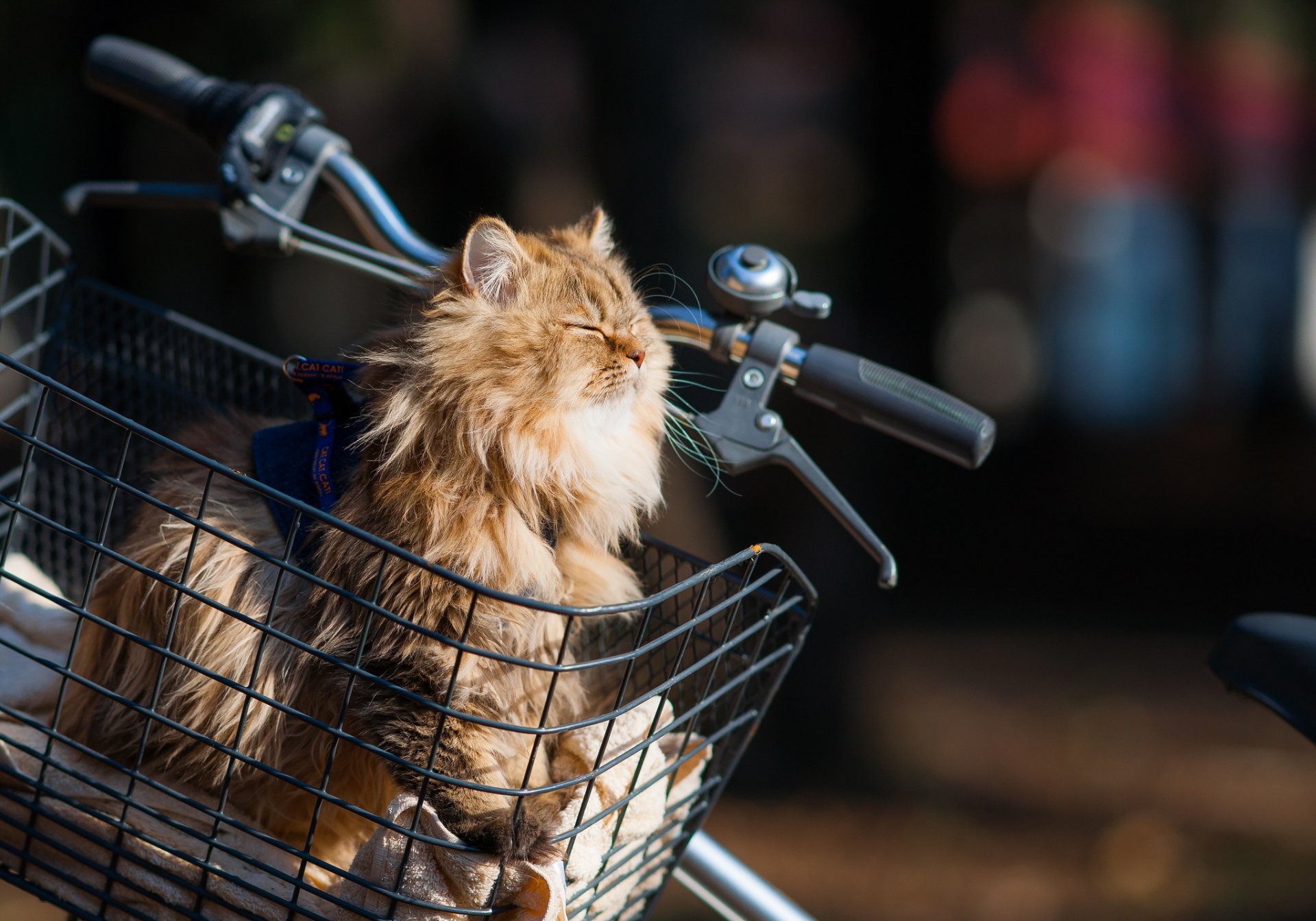 benjamin torte ben torte kamille katze fahrrad korb sonne