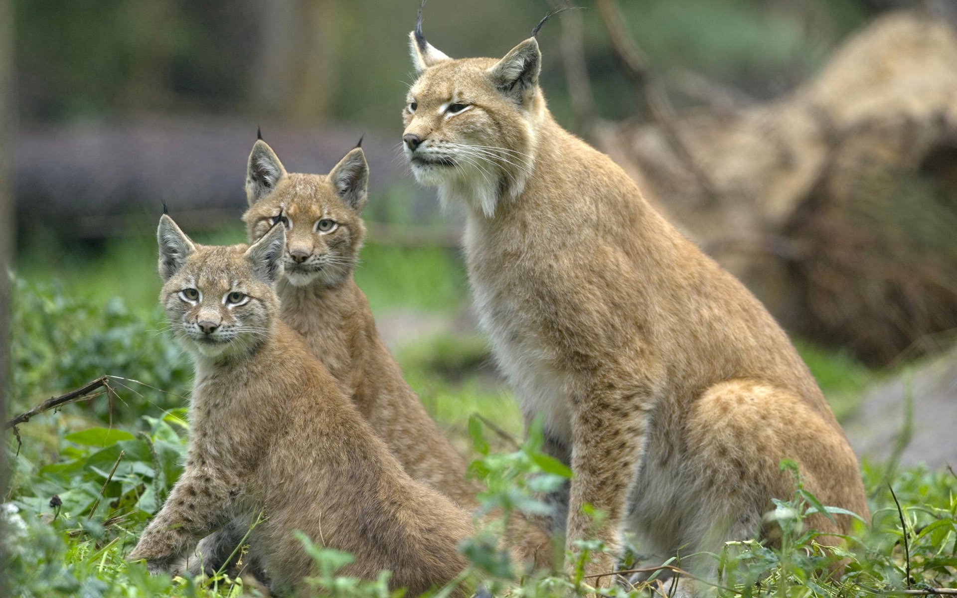 luchse katzen wild drei schauen schauen sitzen ohren pinsel