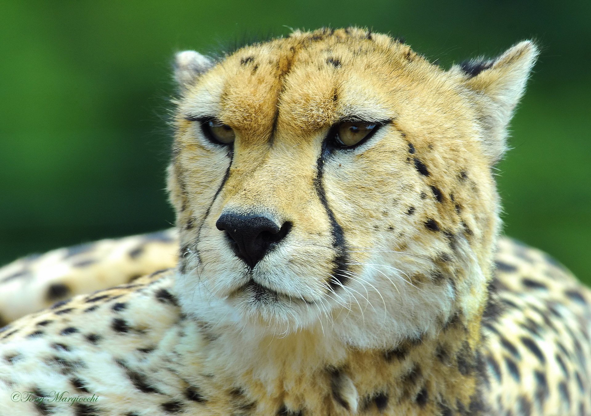 cheetah face view mustache hunting leopard