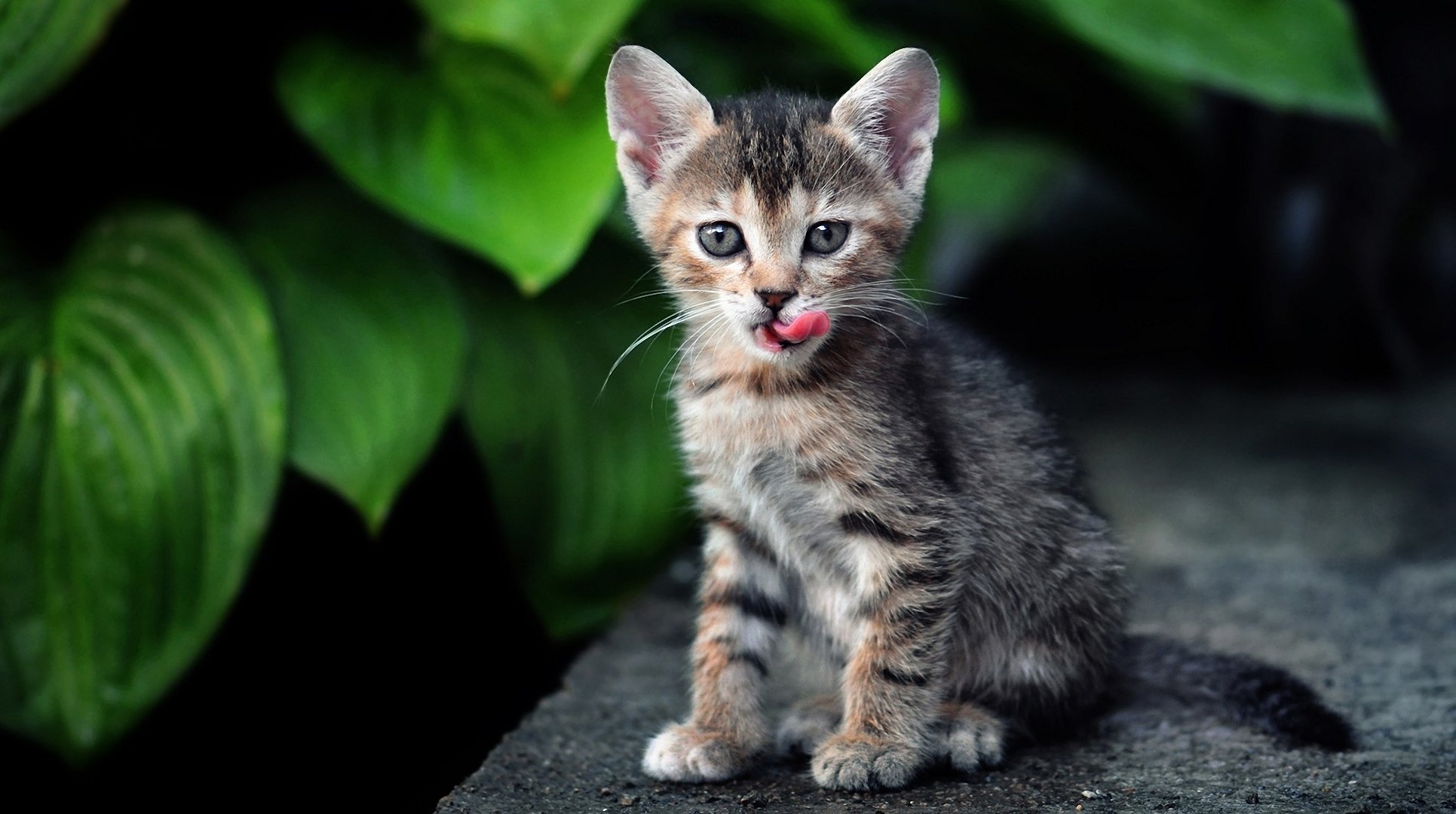 gattino gatto gatto a strisce foglie verde lingua leccare