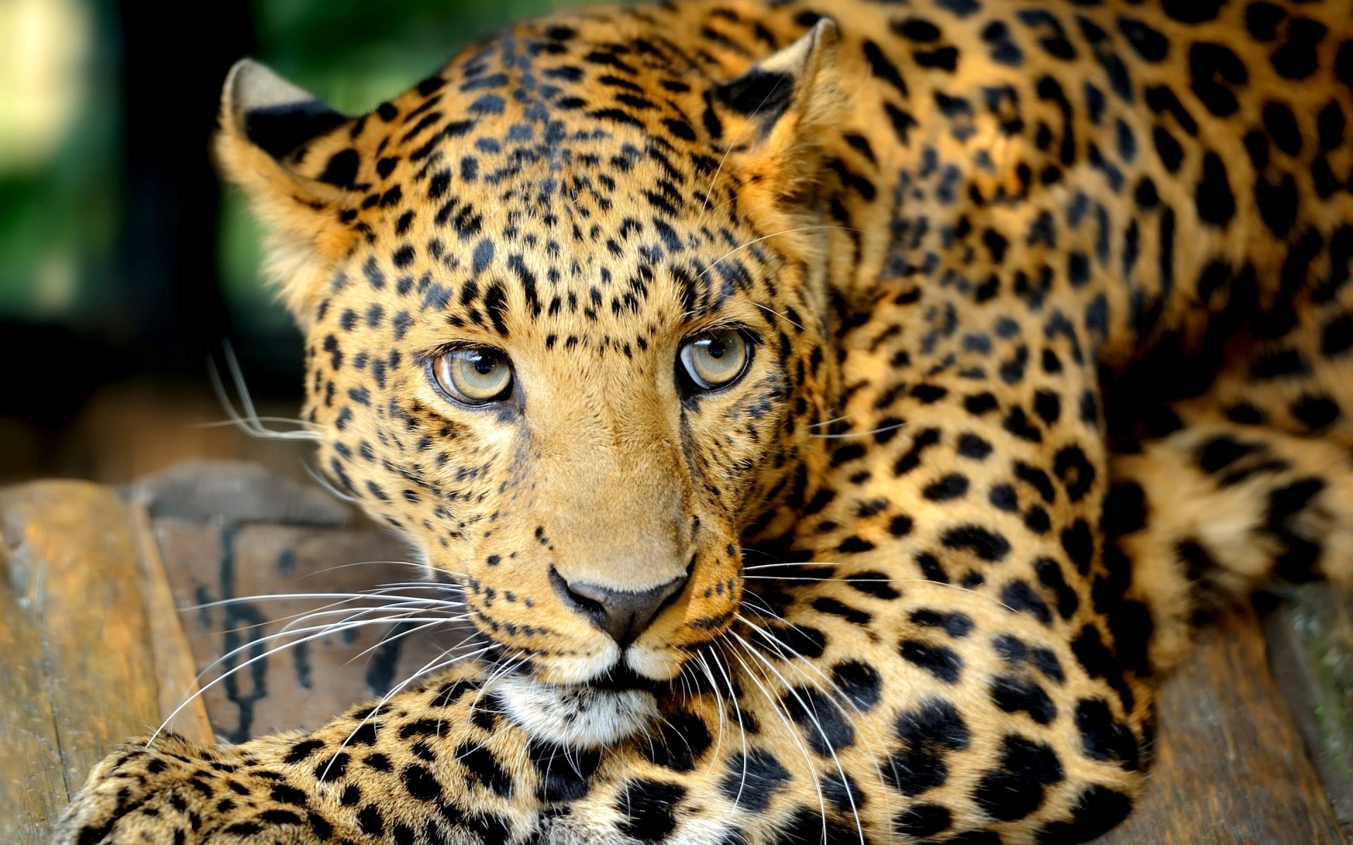 big cat leopard eyes view mustache predator