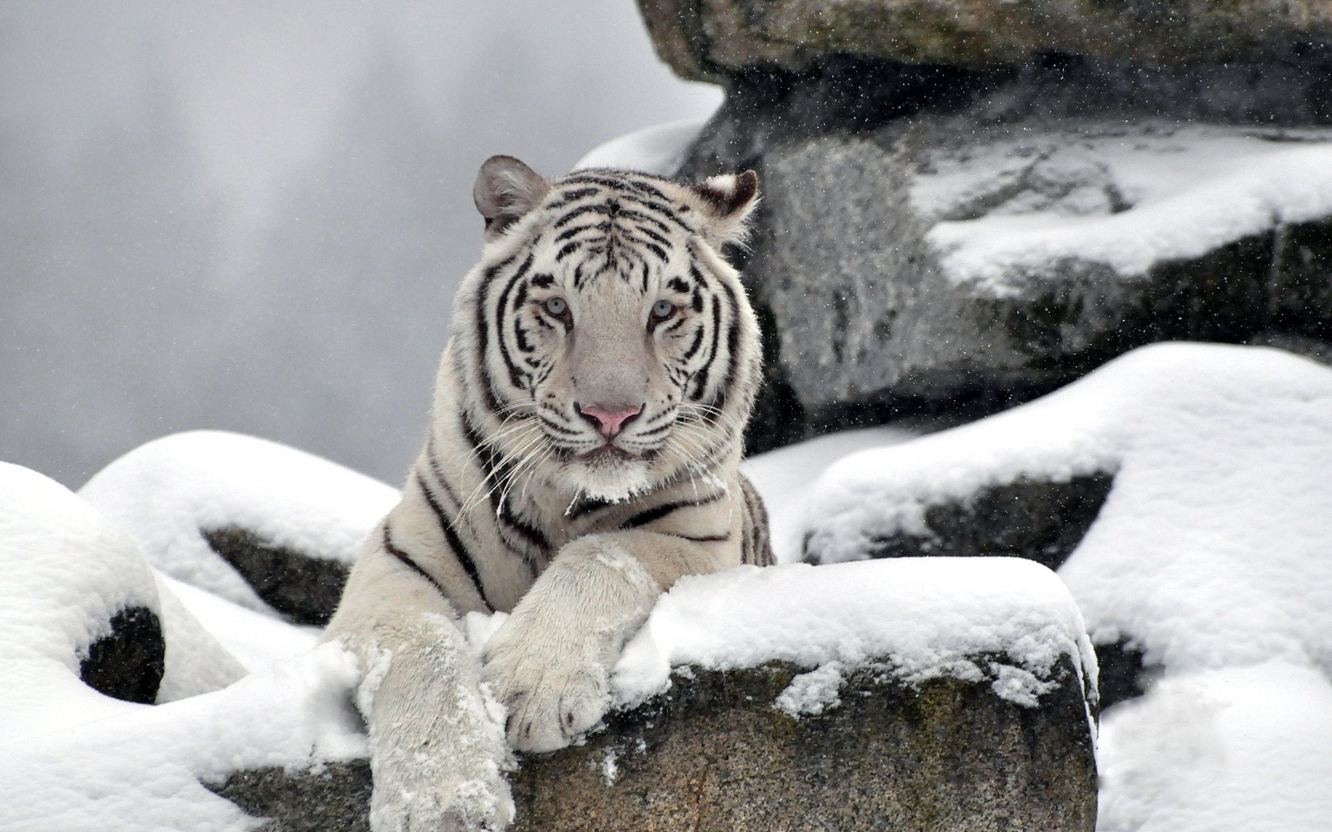 tigre blanc waite tiger museau prédateur neige pierres