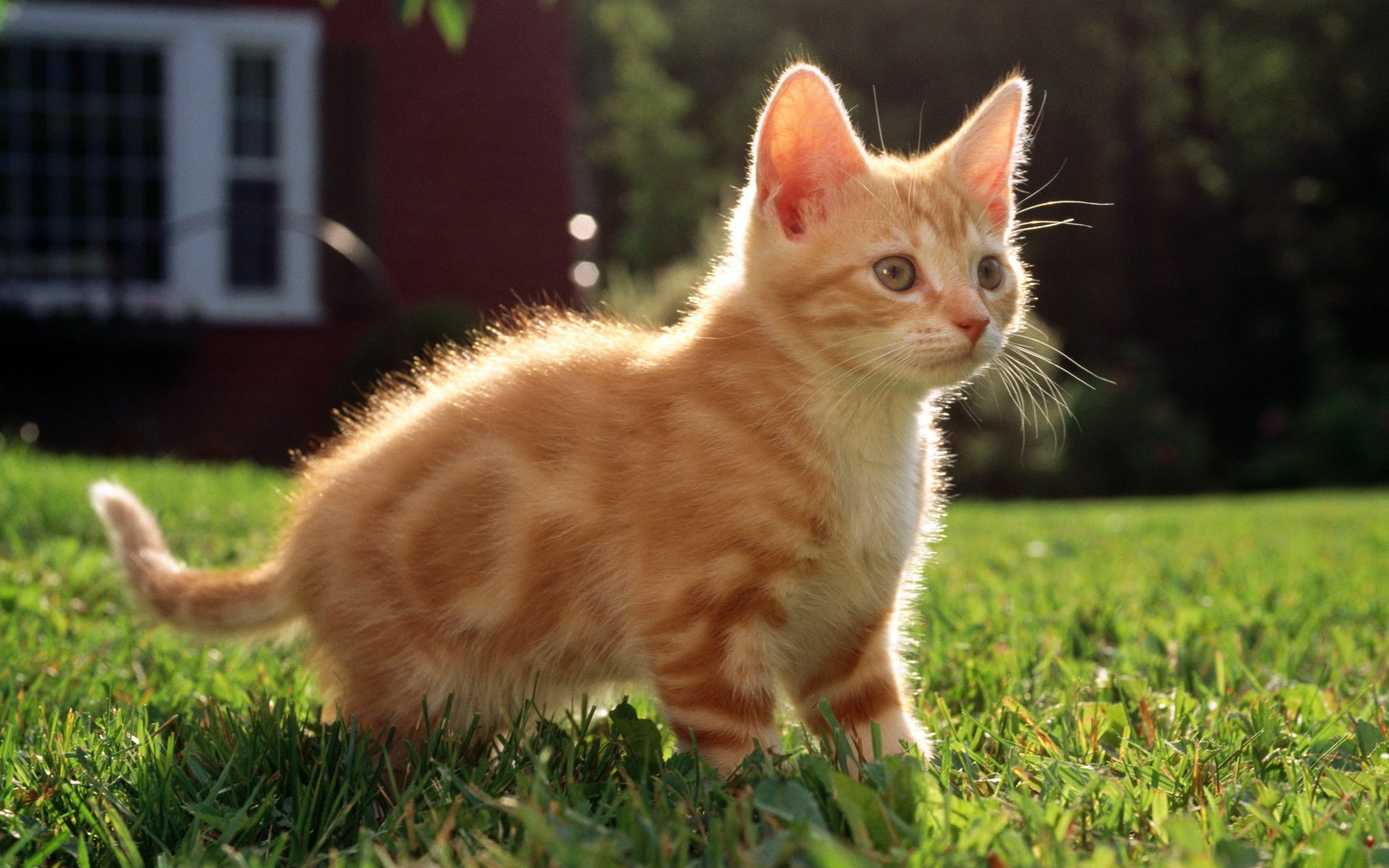 gatto gatto gattino rosso casa erba a strisce