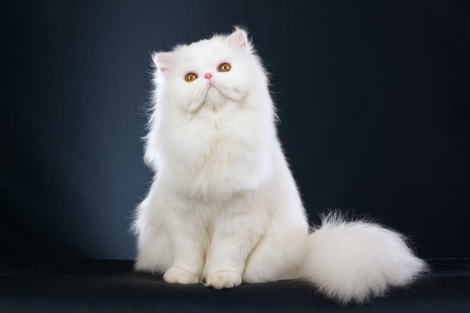 white persian cat kitten beautiful