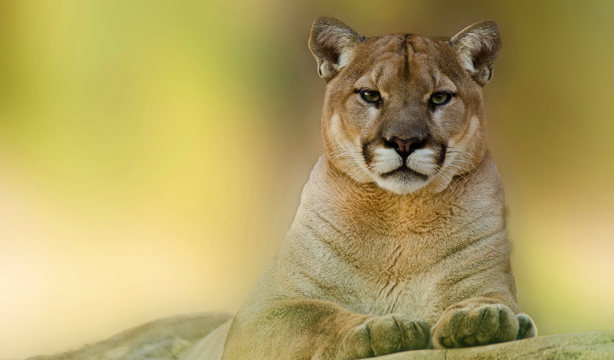 puma león de montaña hocico vista depredador