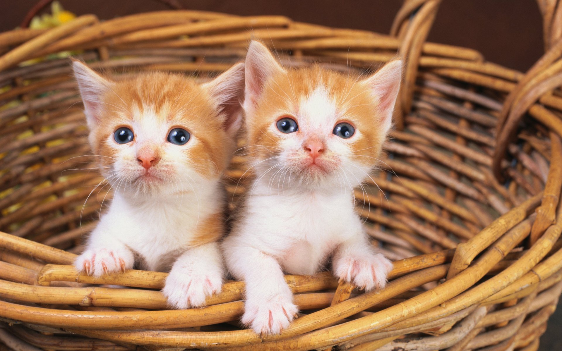 chat chat panier deux chatons rouge blanc