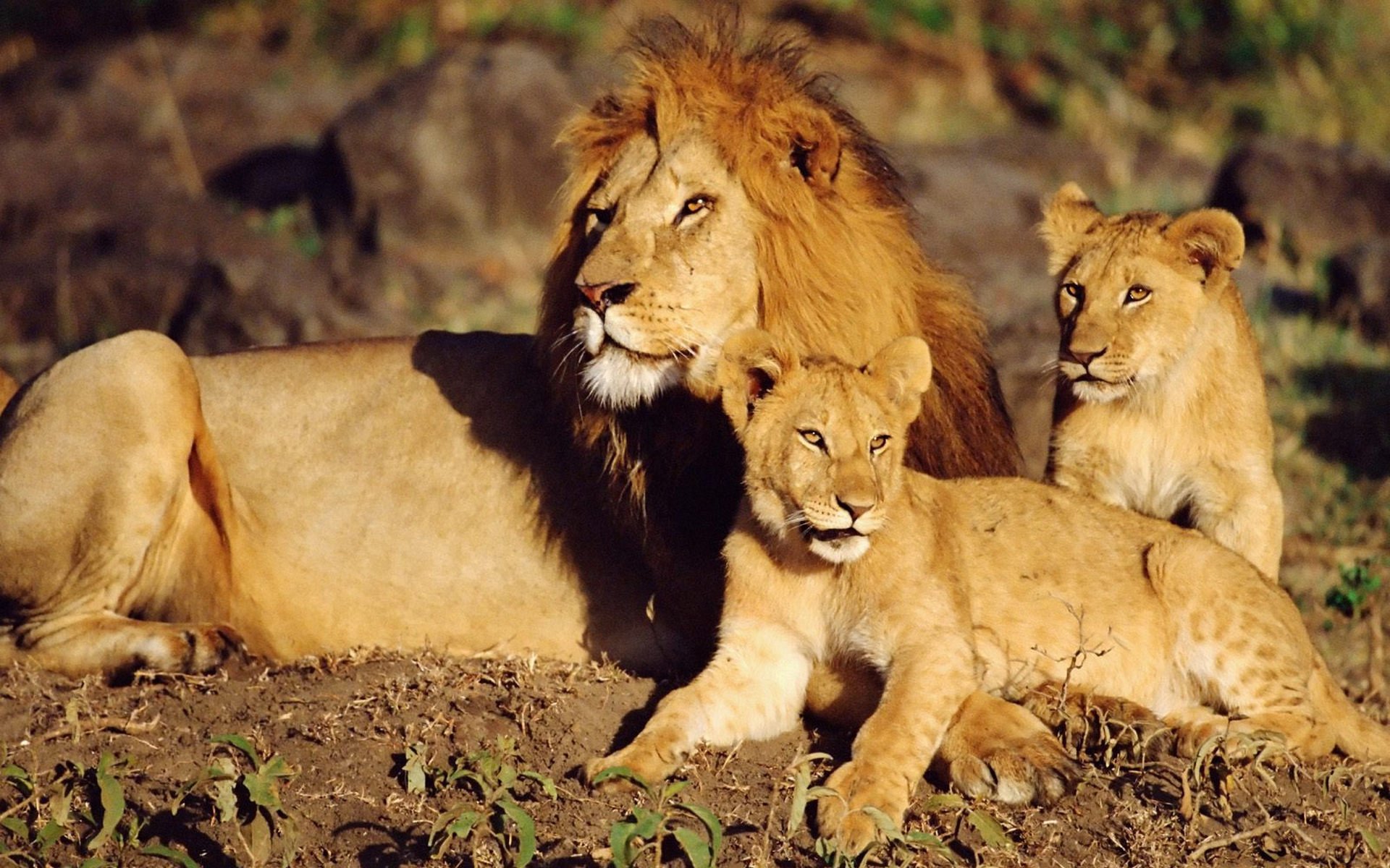 gatos salvajes leones leones