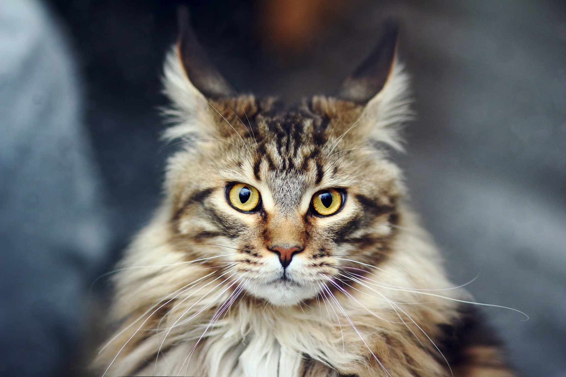 kot kot maine coon maine coon