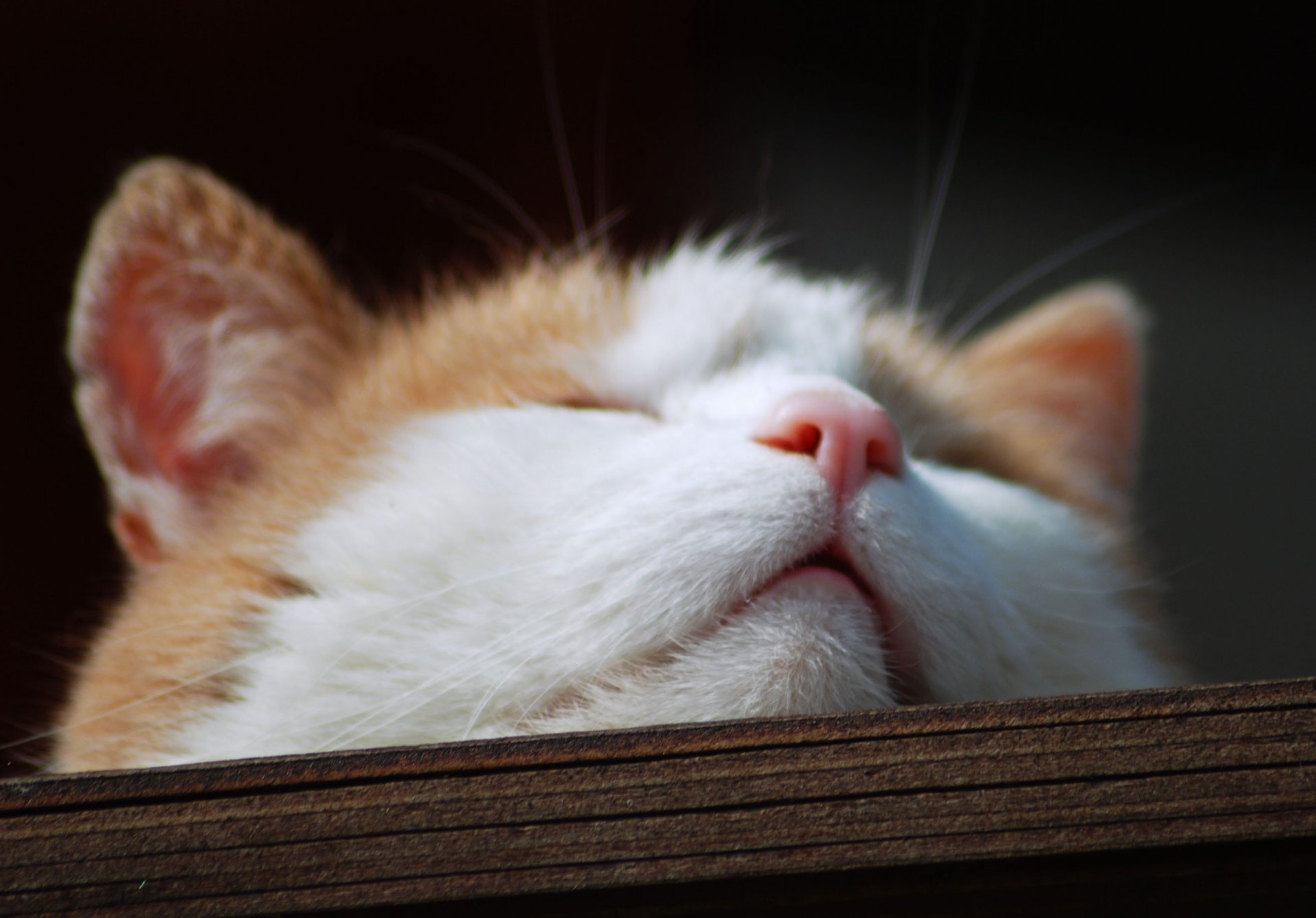 cat cat muzzle muzzle nose macro wood board mustache