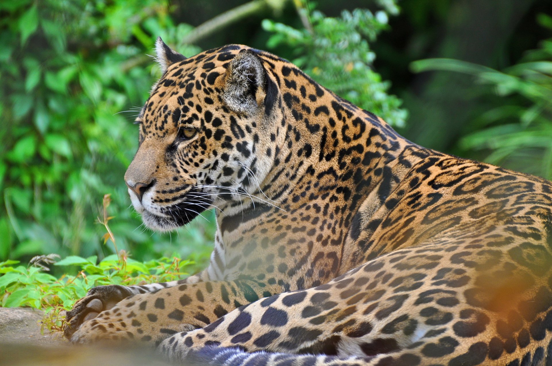 jaguar museau prédateur chat sauvage panthères onca