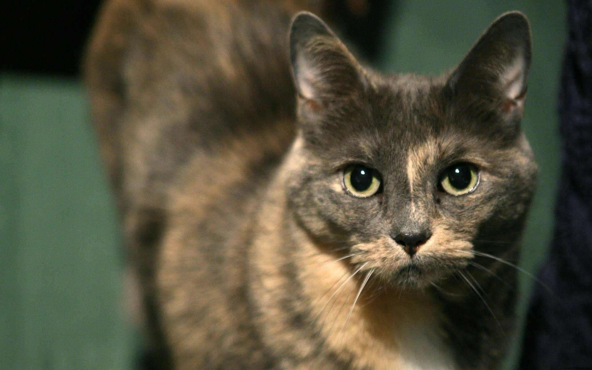 chat museau belle moustache grands yeux