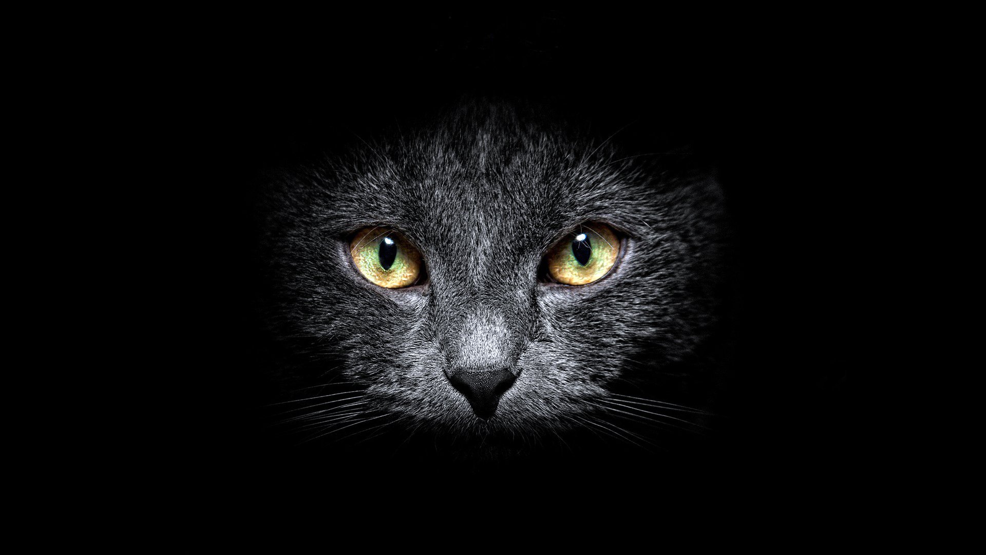 background grey cat face eyes mustache view