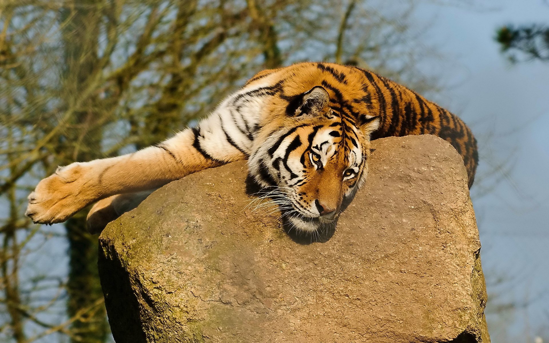 tiger pfoten schnauze schnurrbart schaut liegt auf einem stein