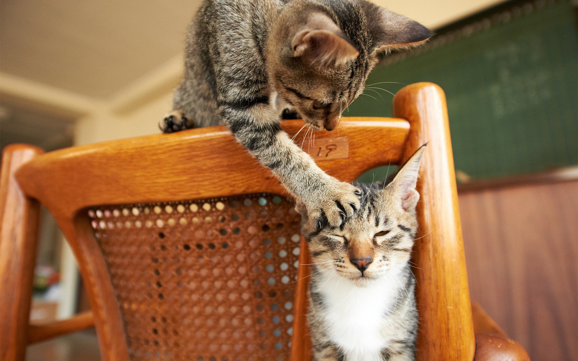 chats chaise jeu patte