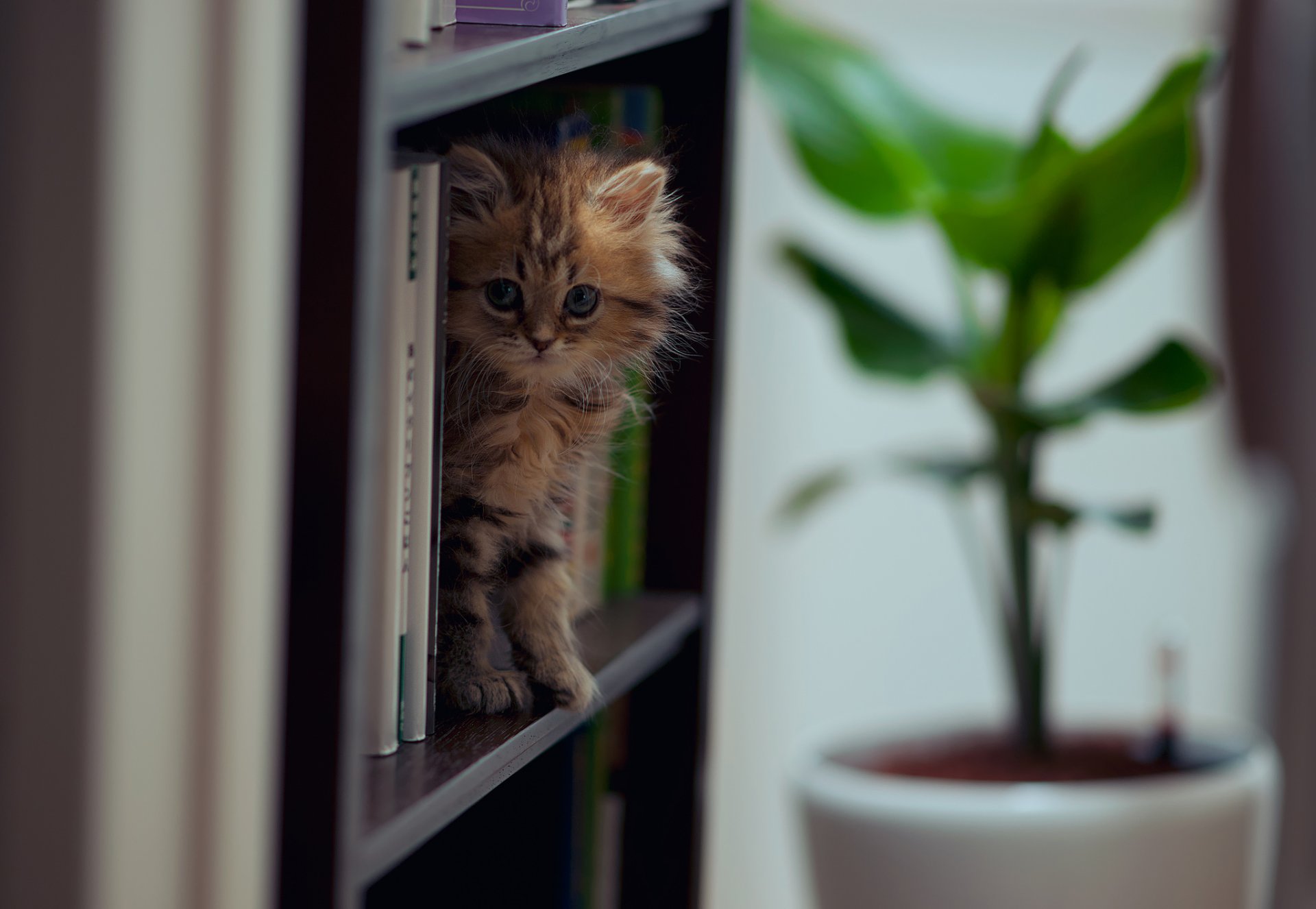 chat marguerite livres © ben torode