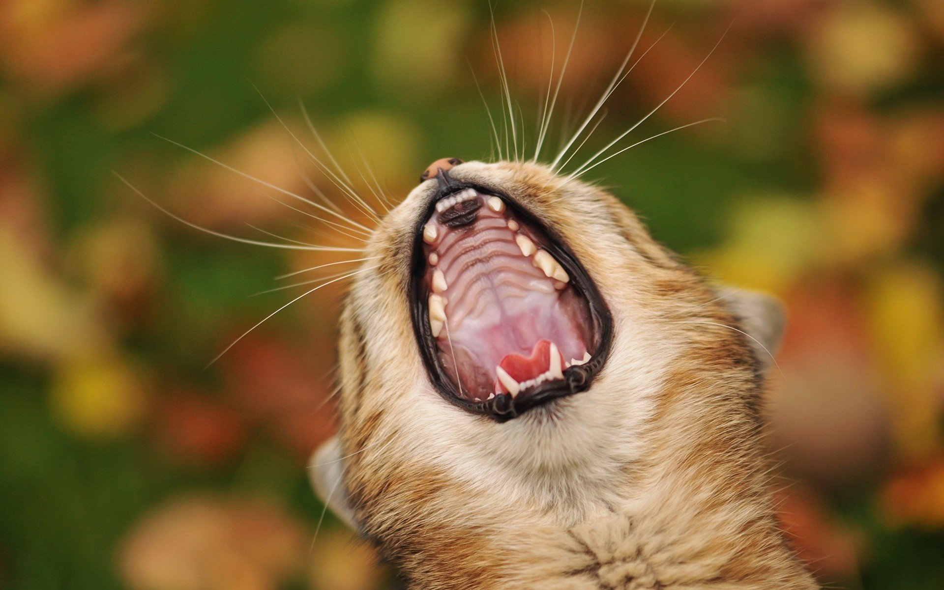 katze katze maul kopf unschärfe schnurrbart