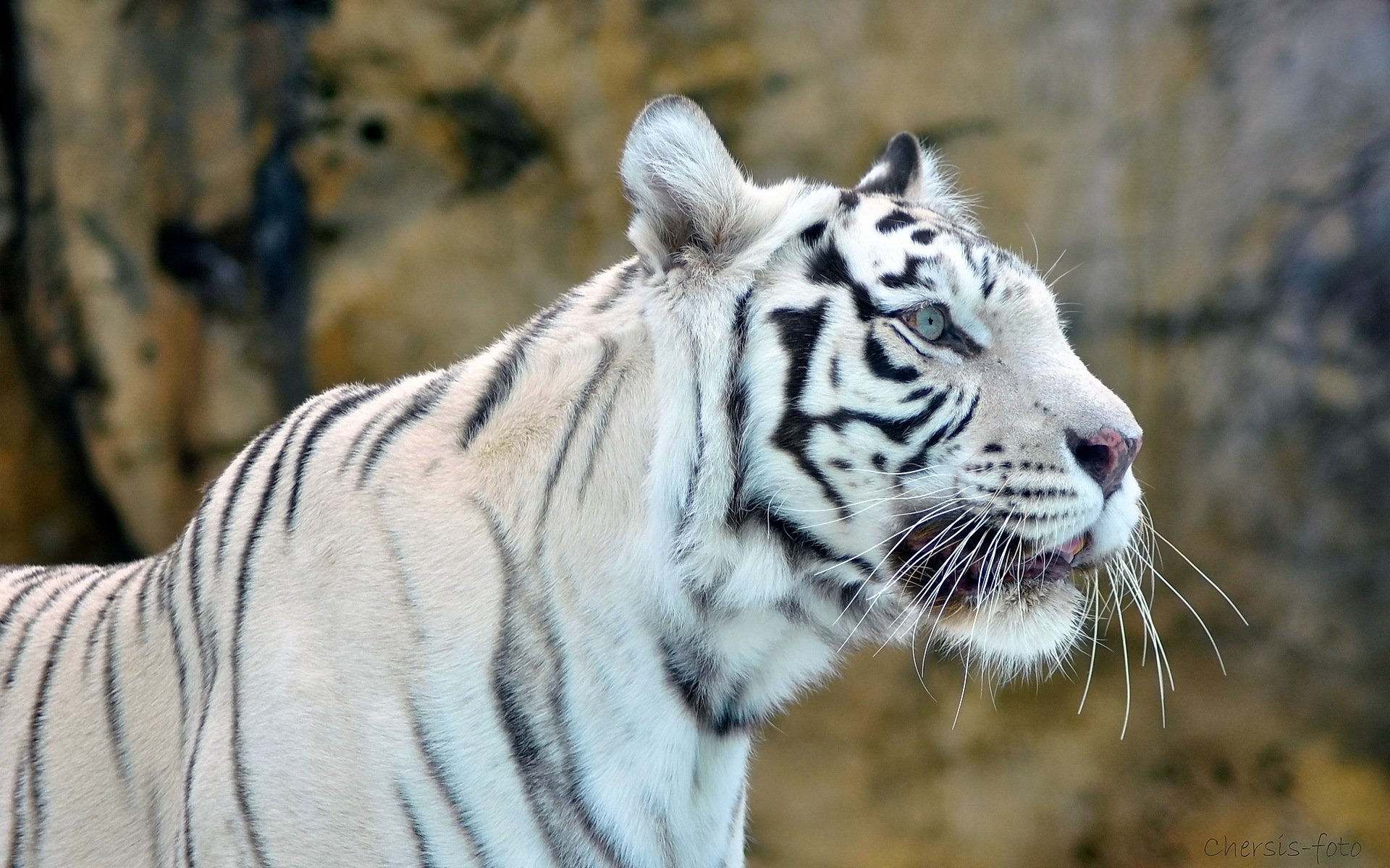 tigre blanco tigre blanco hocico depredador