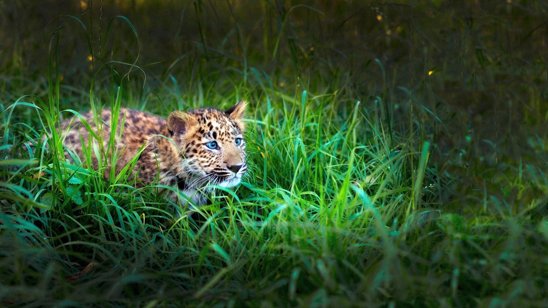 tiger leopard babe grass hunt view note camouflage