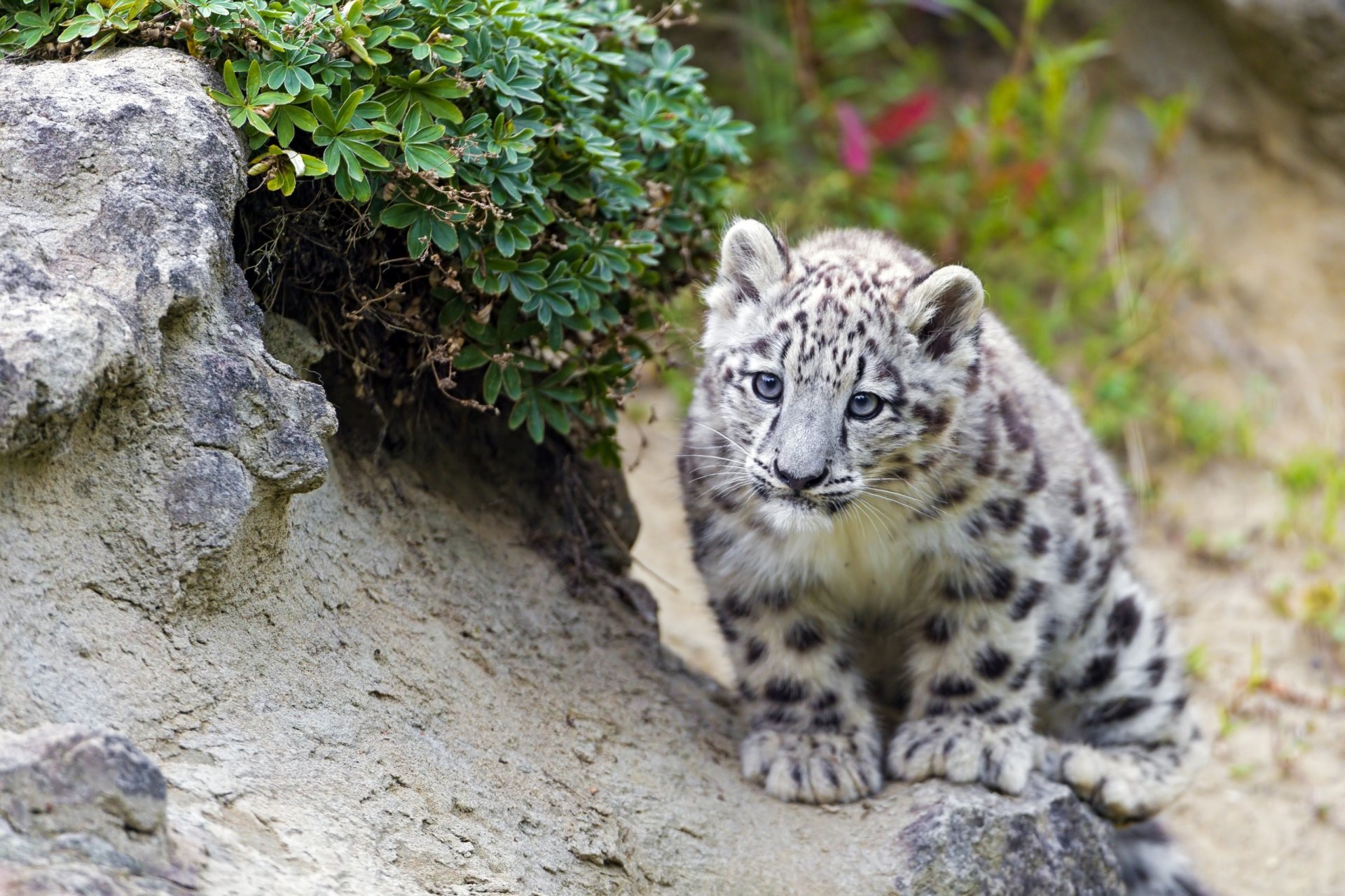 leopardo de las nieves irbis mirando