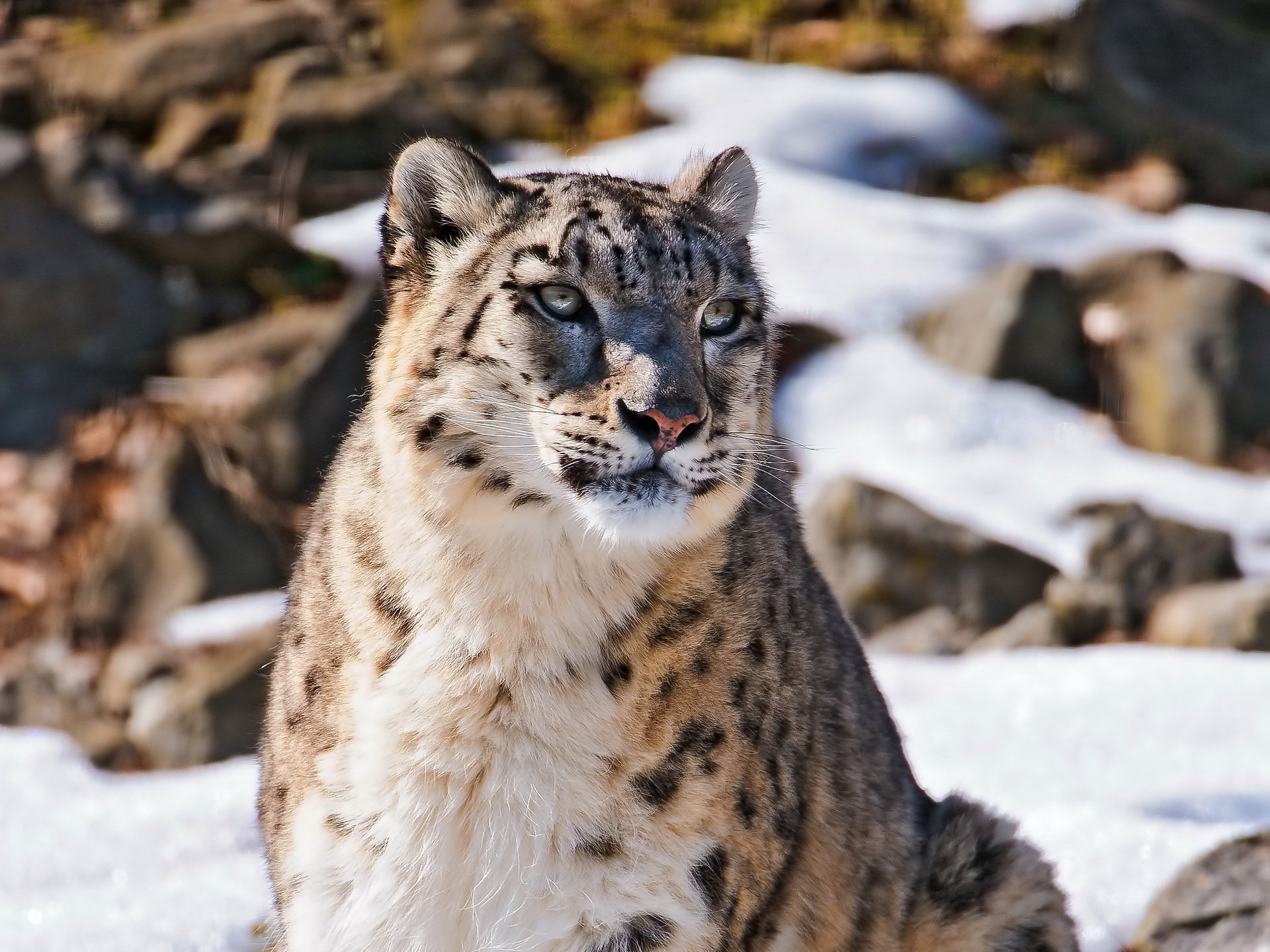 now leopard snow leopard uncia uncia looks muzzle beautiful predator fluffy cat snow mountains wallpaper 4x3