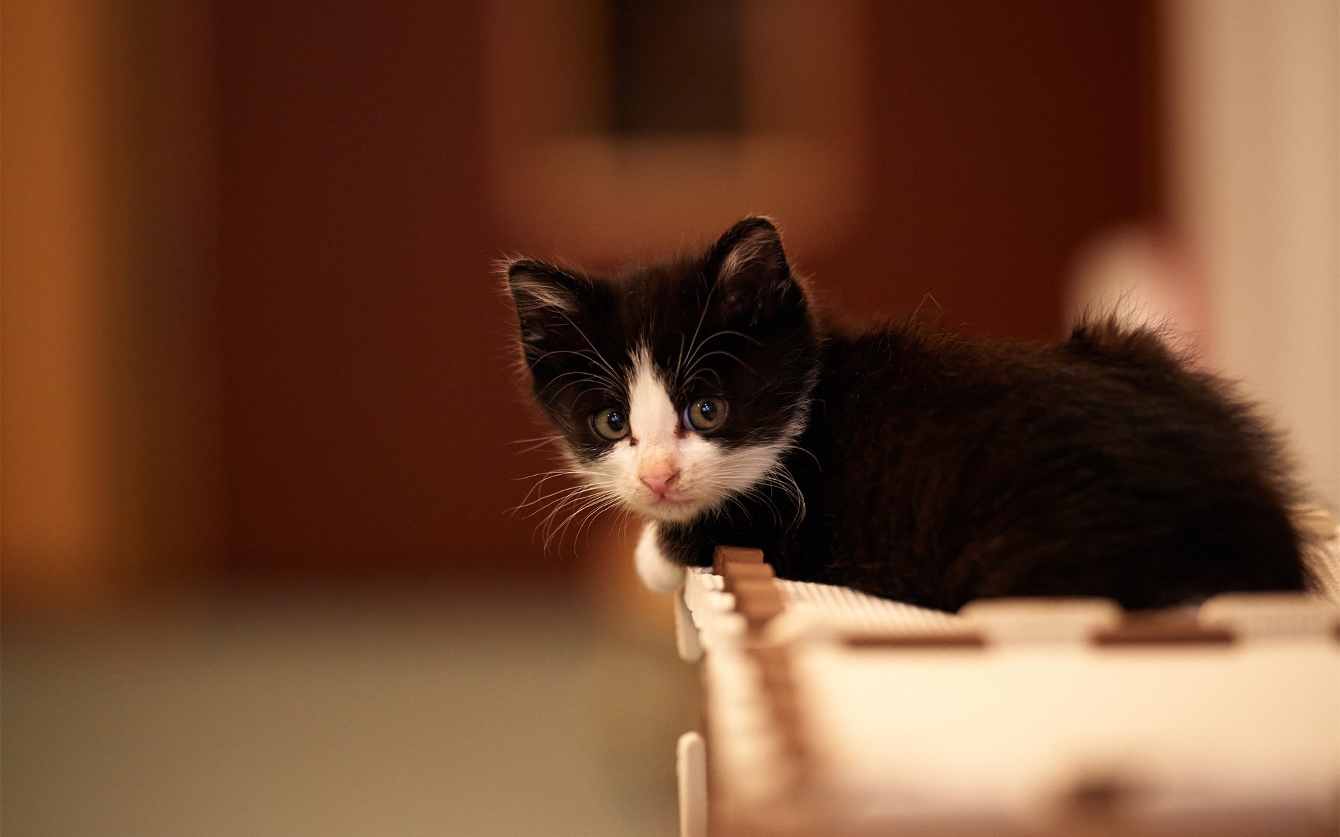 kätzchen katze schwarz und weiß maus