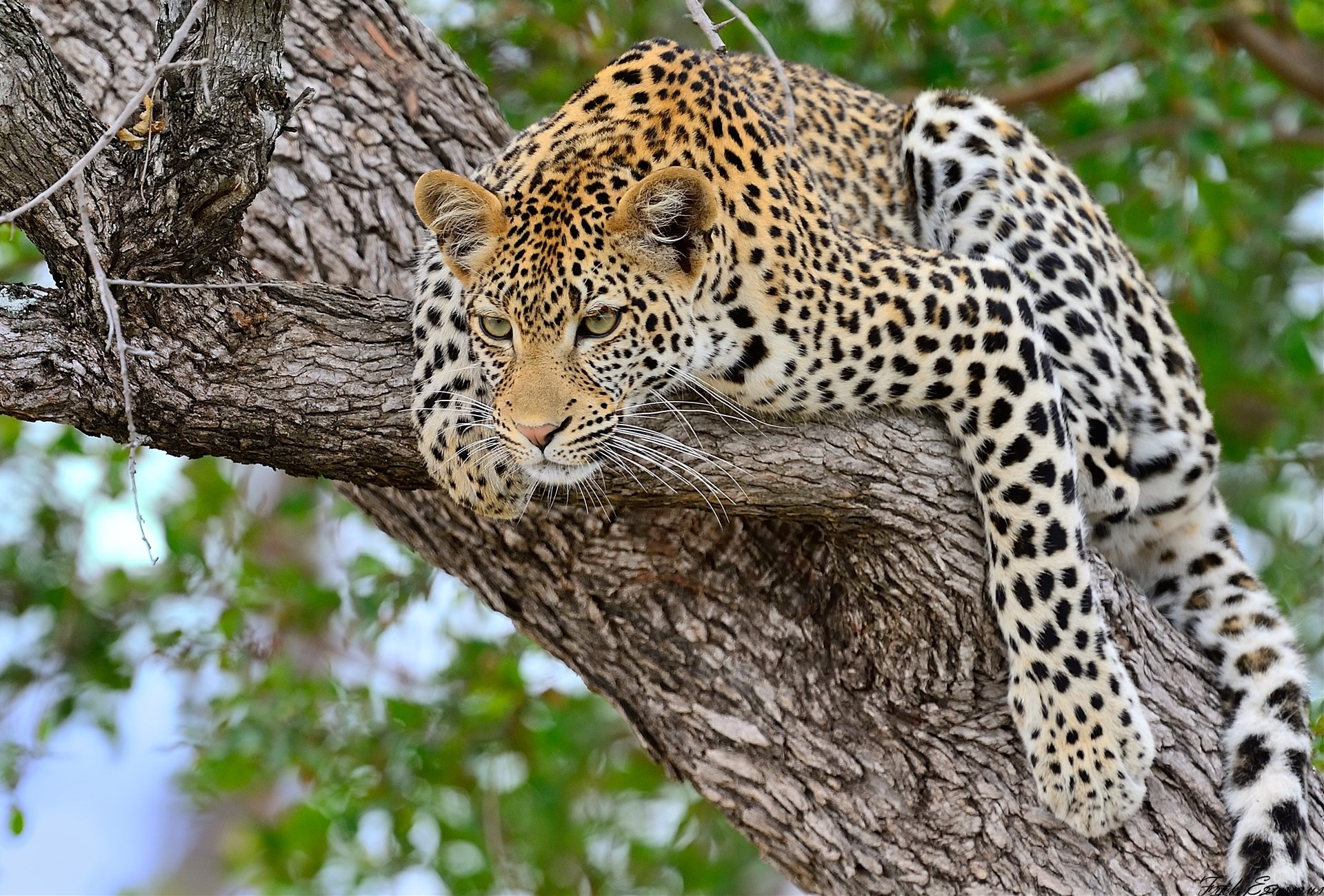 leopard big cat tree