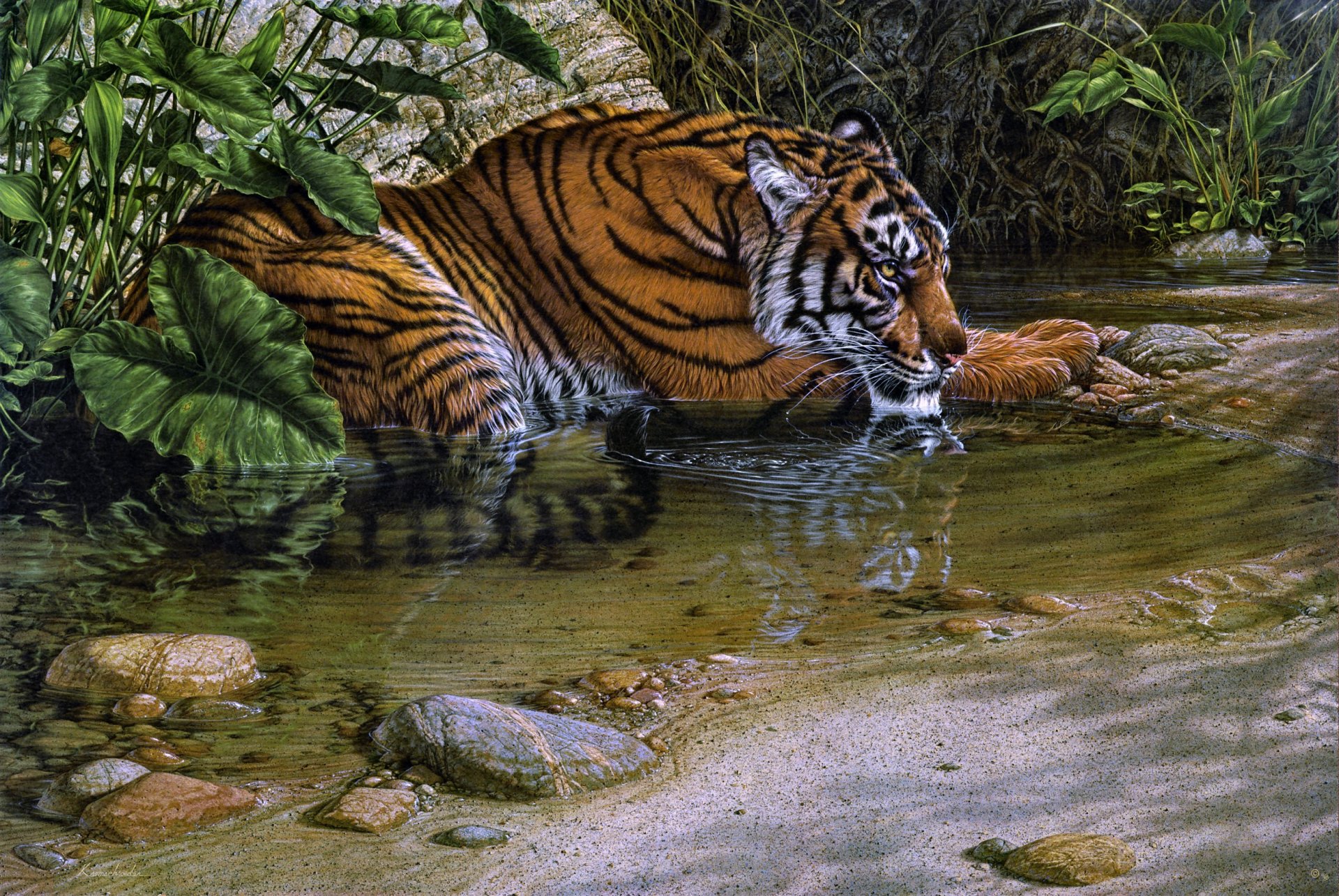 tiger river lee kromschroeder pittura tigre bere giungla gatto predatore