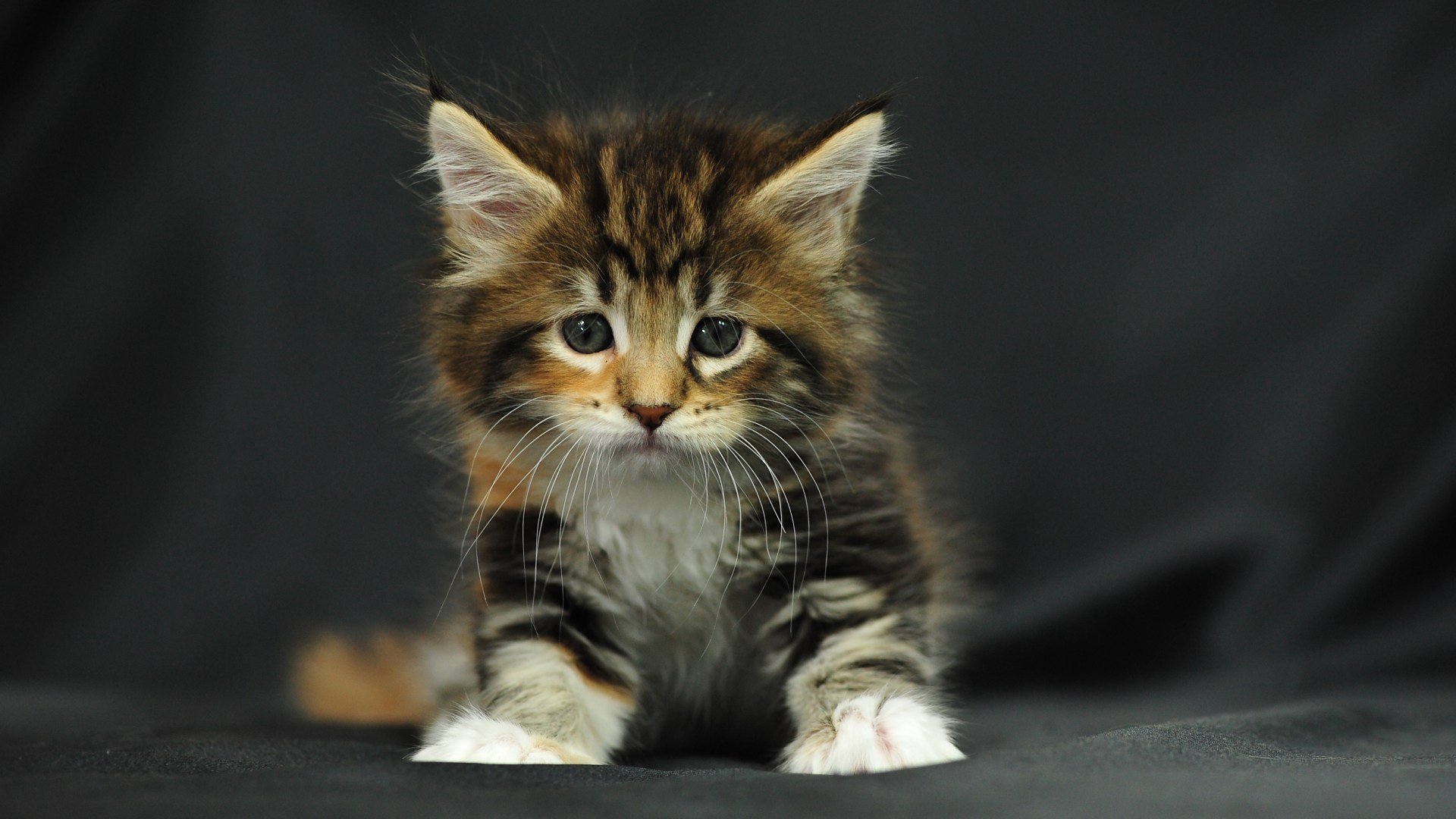 gatito peludo rayado tricolor pequeño sentado