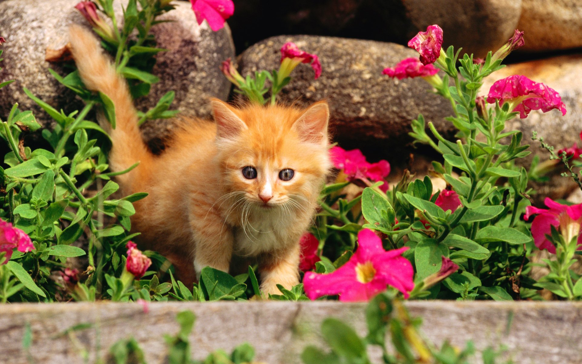 cat ginger kitten cat kitty pussy kote flowers grass stone