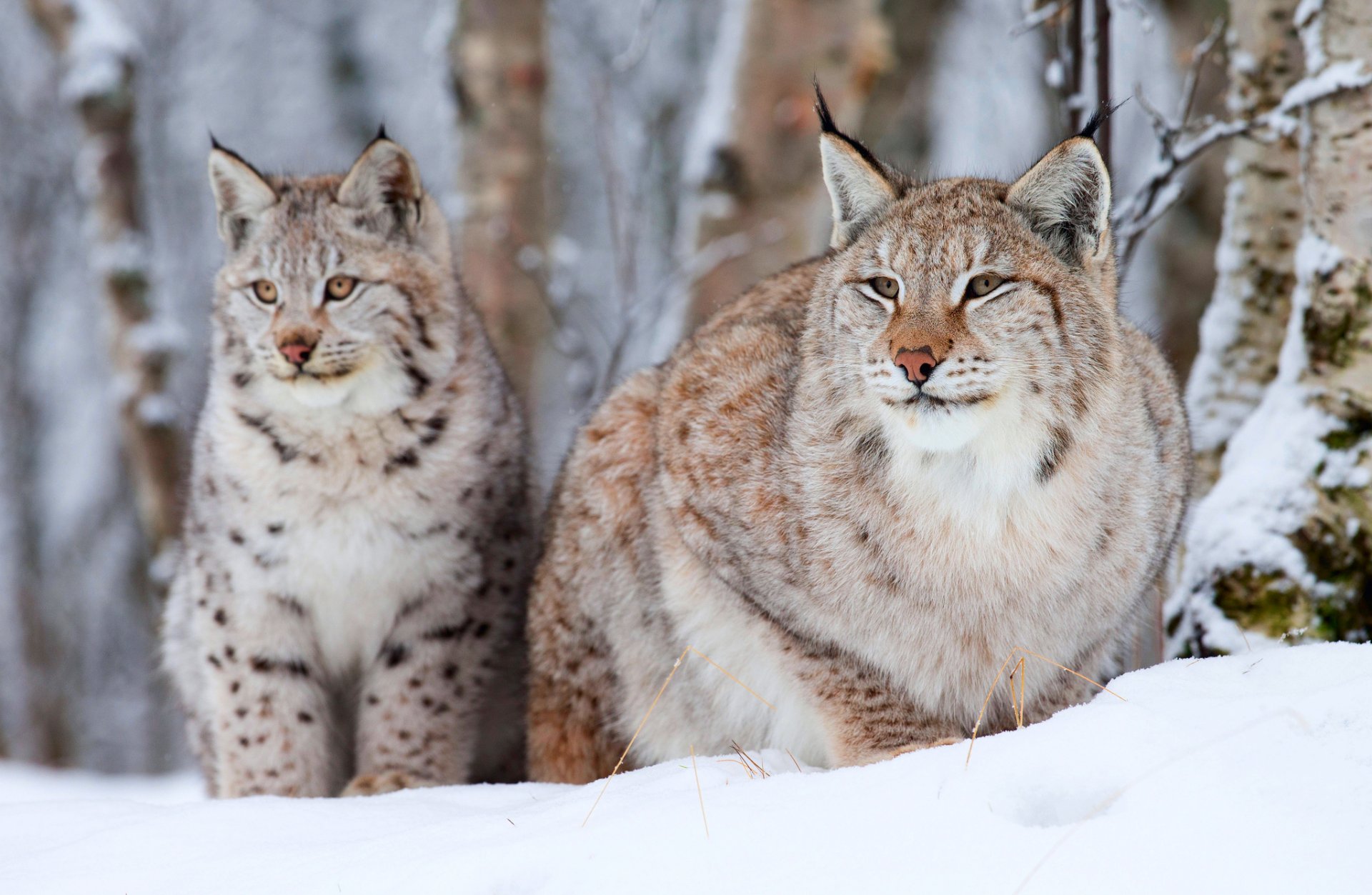 lynx deux vieux petit hiver