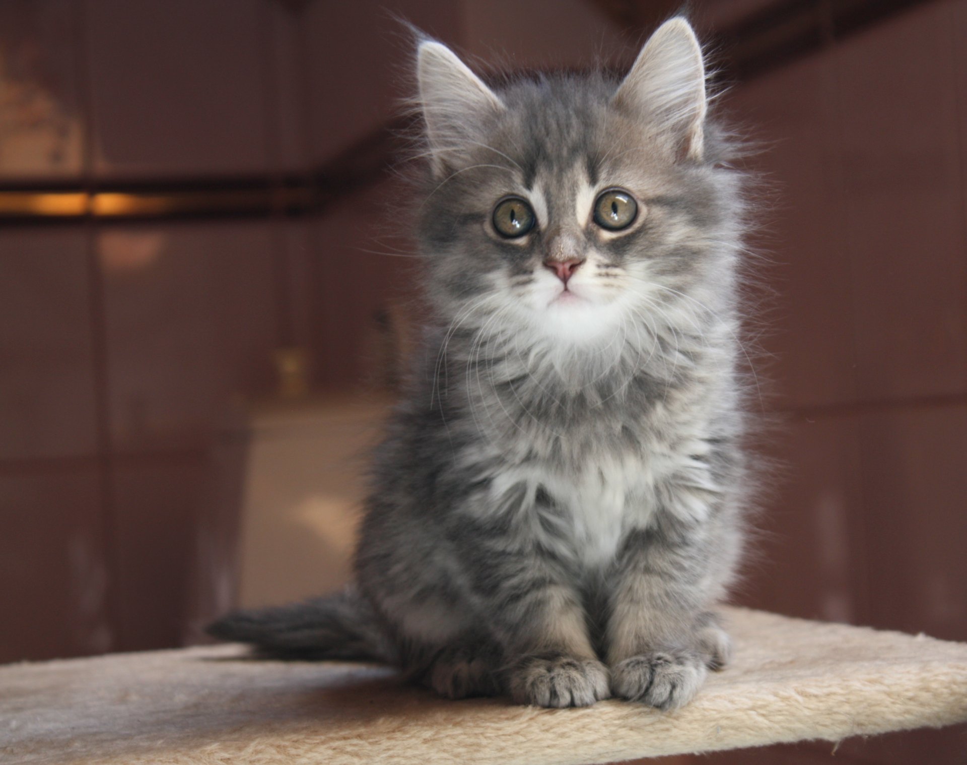 gatto gattino fumoso grigio muso sguardo