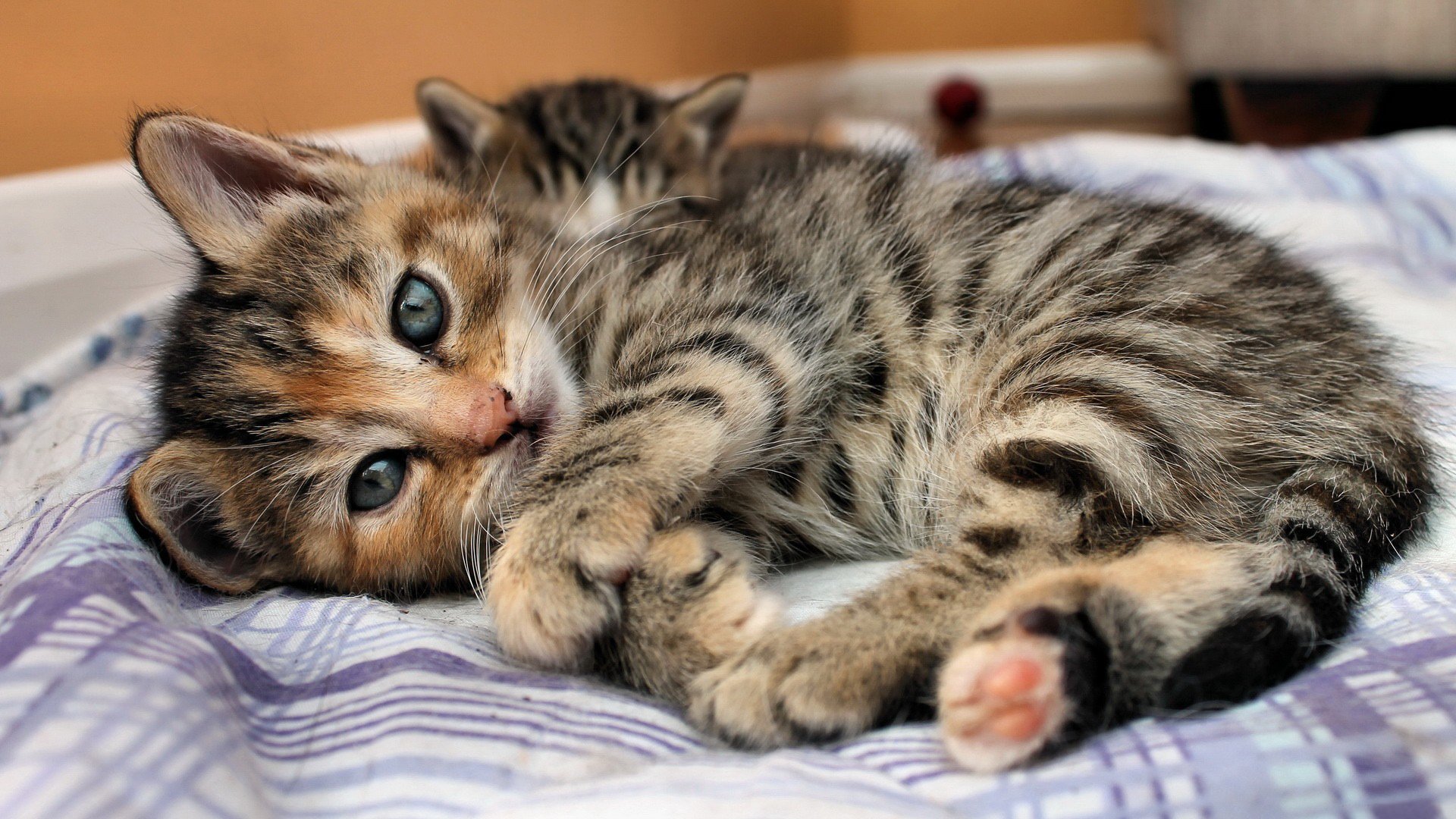 chat chaton se trouve lit yeux regard rayures