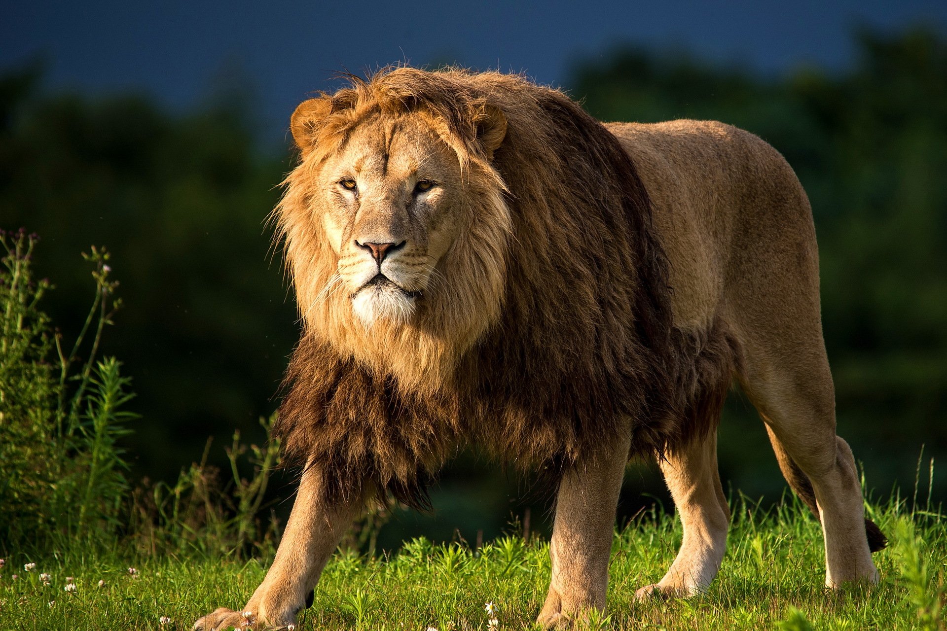 lion crinière vue prédateur prairie herbe